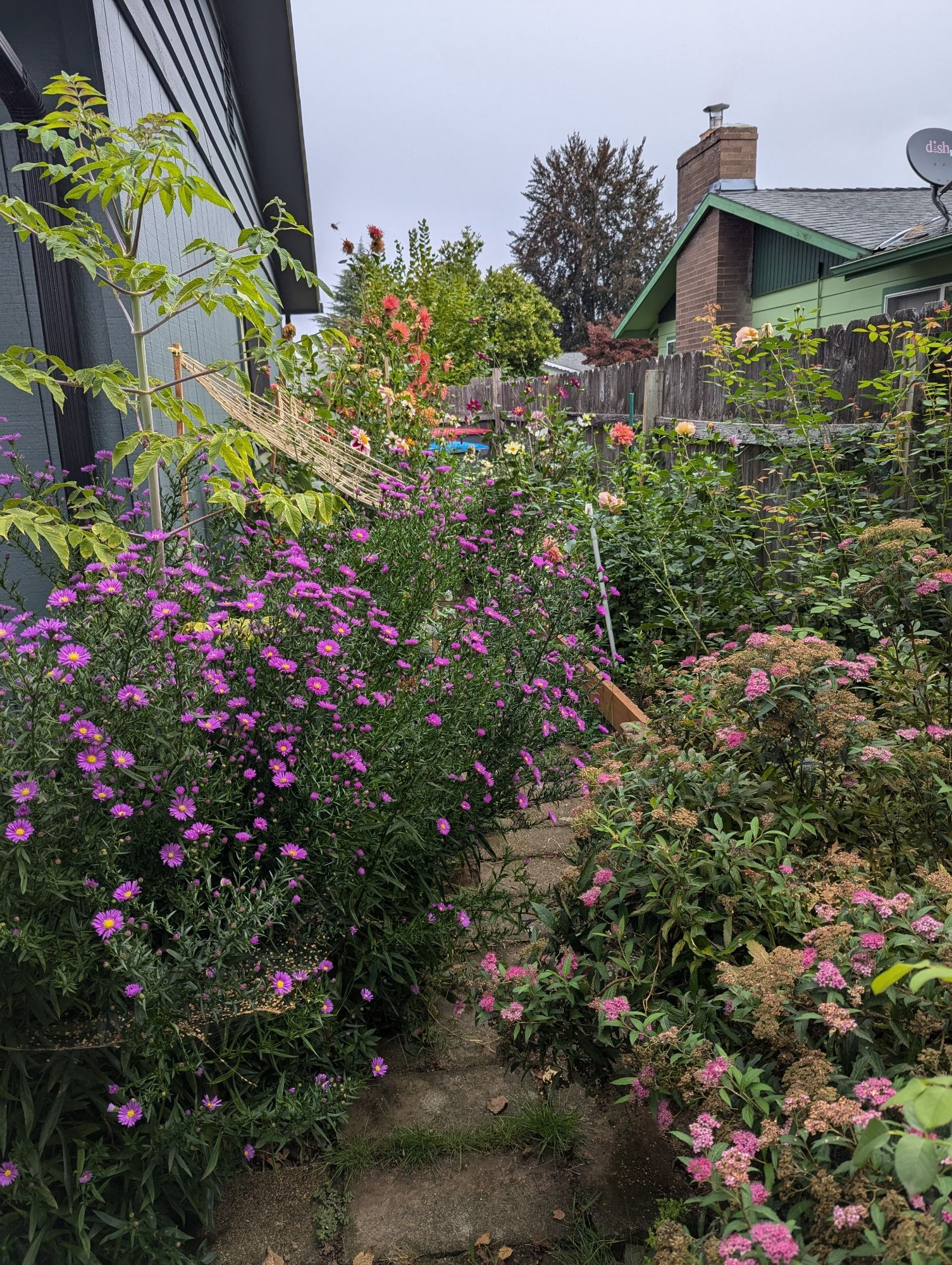 A walkway flooded with flowers from purple asters and pink spirea, to dahlias and roses further back.