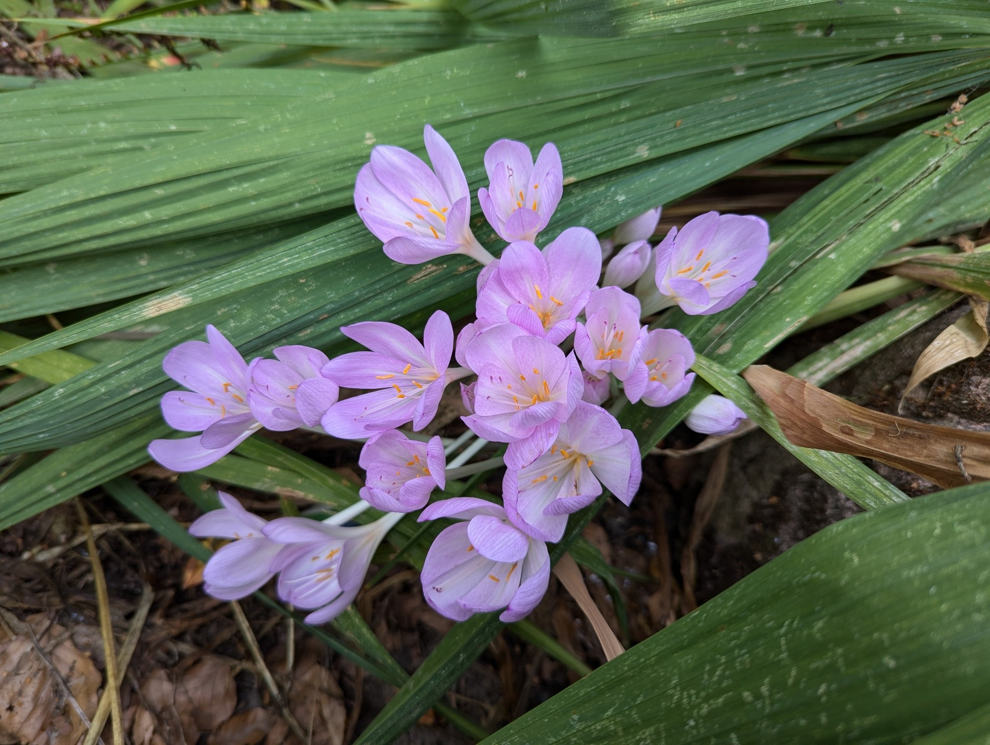 Fall crocus, colchicum, blooming in a sweet purplish pink against a backdrop of crocosmia leaves.