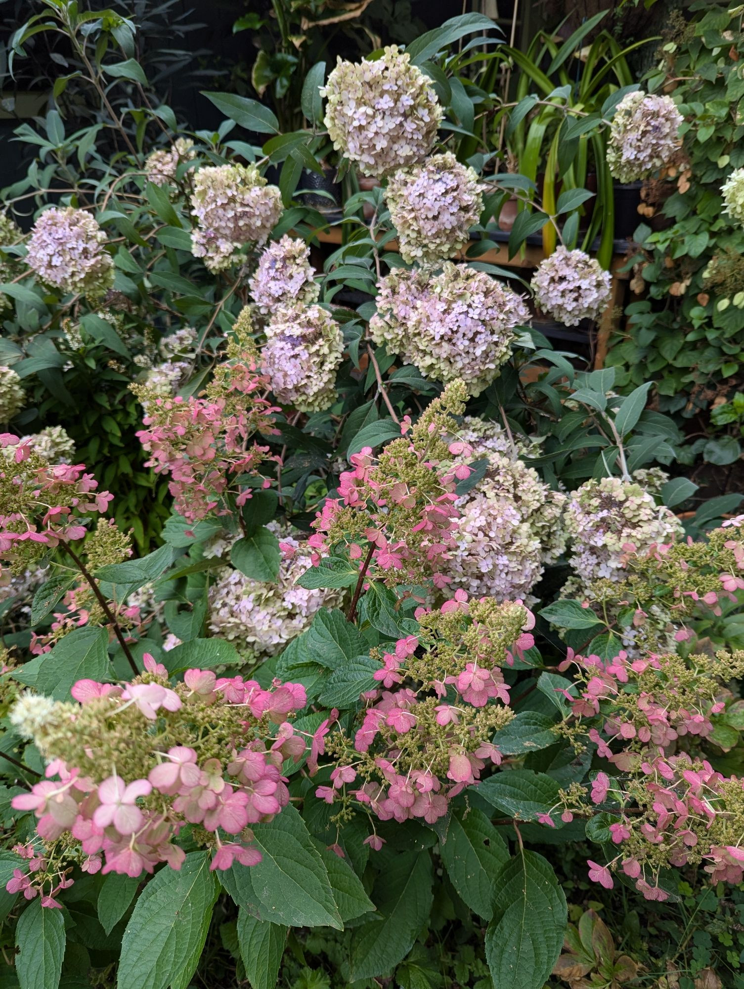 A photo of two hydrangeas, golden needle with fading soft purple blooms, and a panicle, maybe fire and ice?, fading into a deep pink.