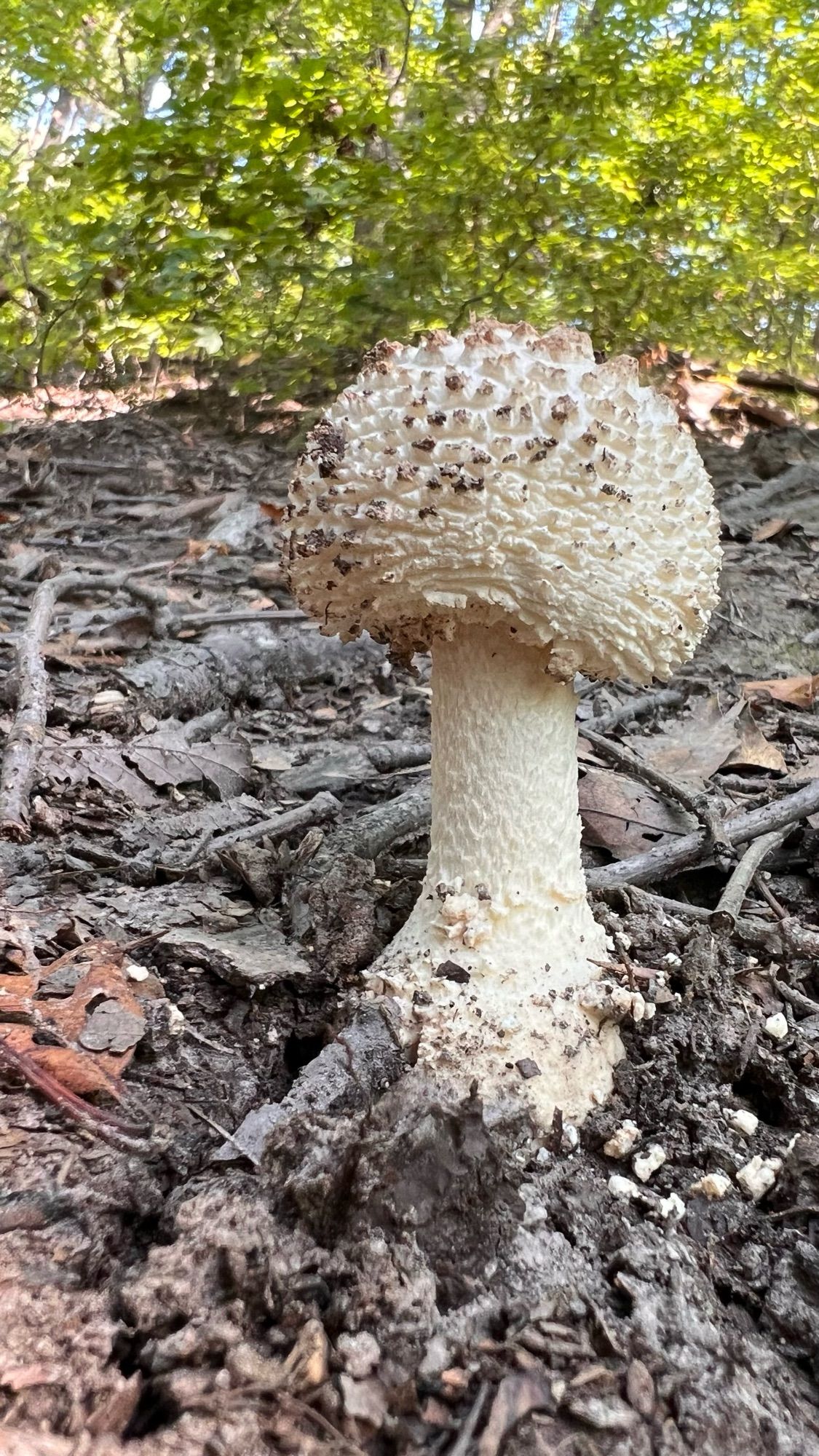 Mushroom … Amanita …