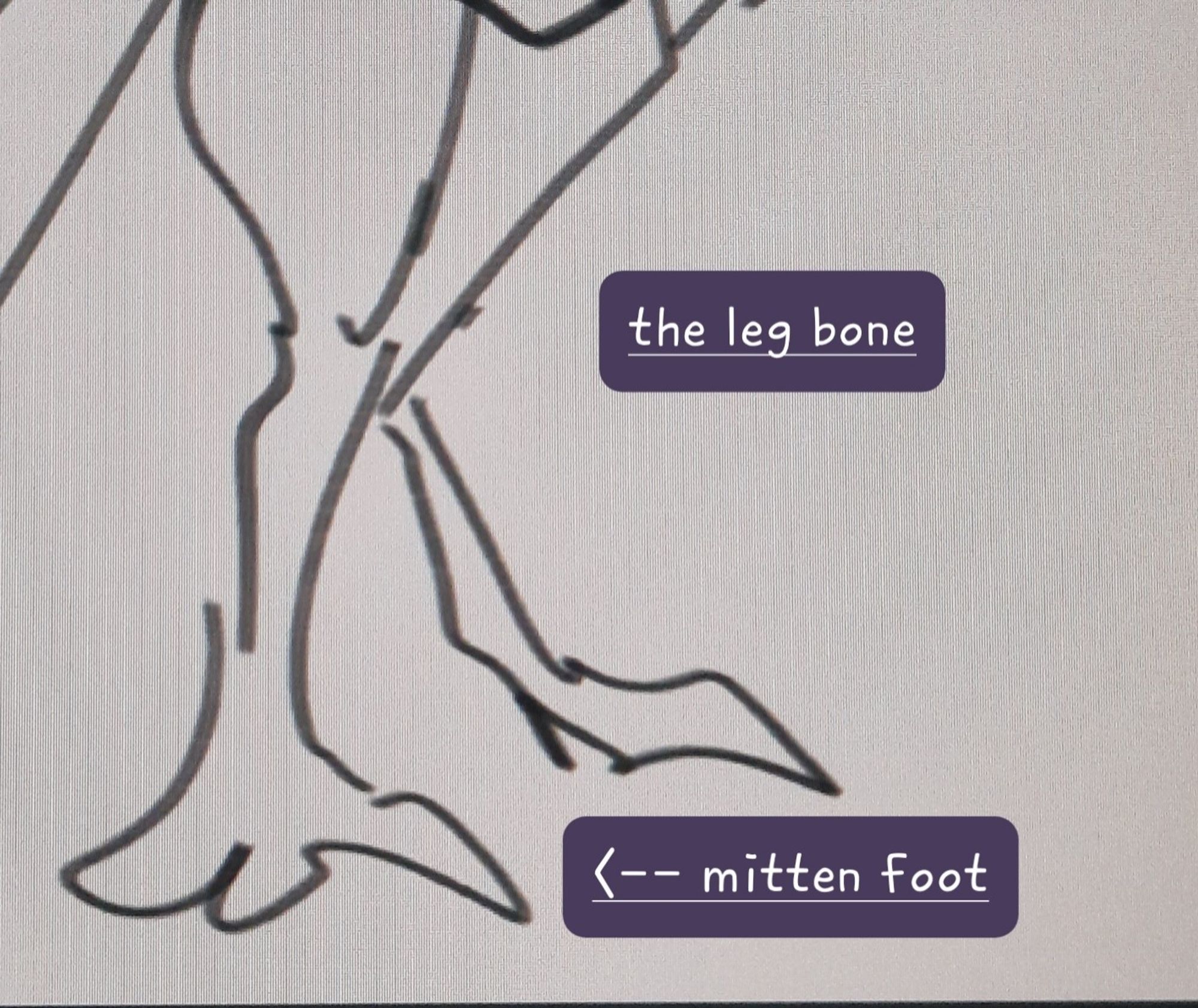 Reads "the leg bone" and "<-- mitten foot".
A very rudimentary scribble of a wyverns legs.