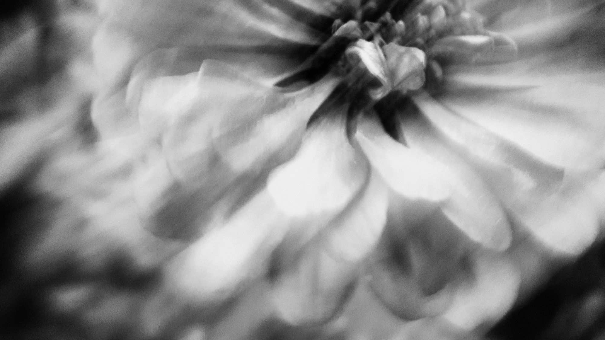 Nighttime. An abstraction of a flower fills the frame. Extreme camera movement and a long shutter speed create stylistic blurring. Luminance contrast is high.