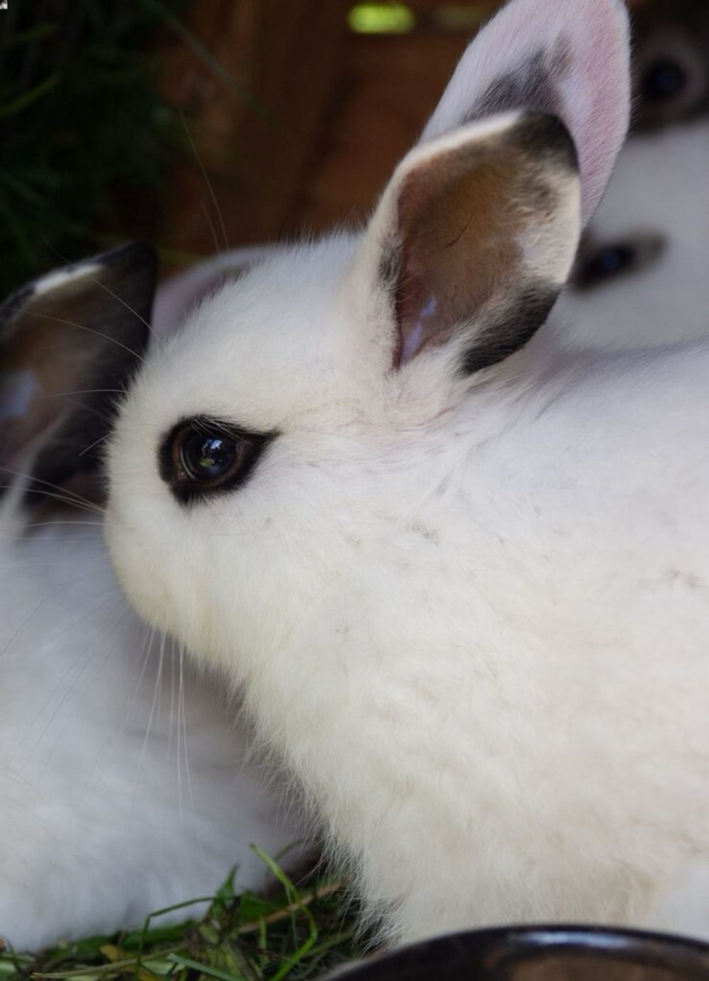 A shy looking white bunny with wingtiped eyeliner and spotted black and white ears snuggled up to a cuddle puddle of out of focus but similar buns