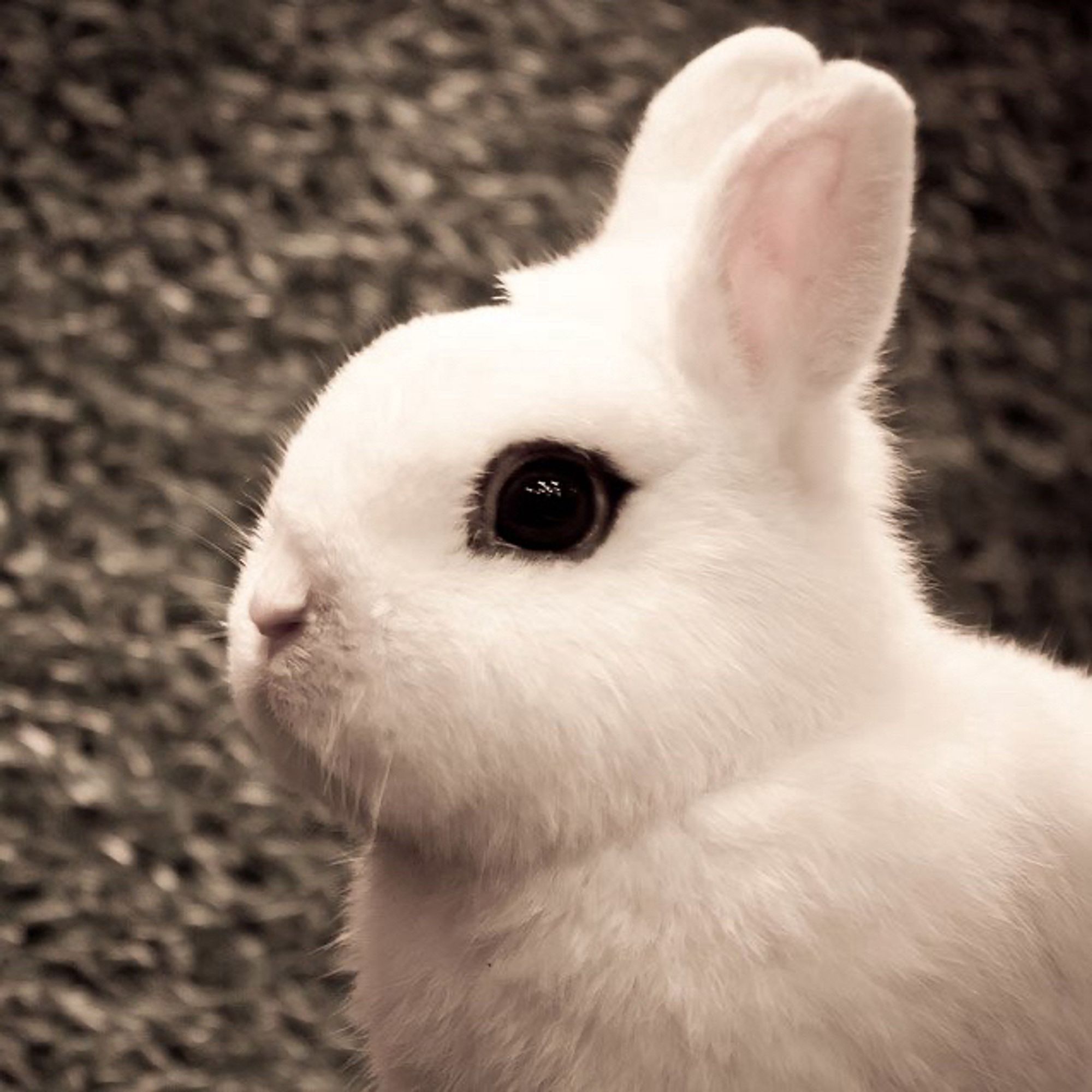 A close up of a white rabbits’s face. The bun has dark eyes with slightly wing-tipped kohl markings. Her face is extremely round and she has short little ears sticking straight up.