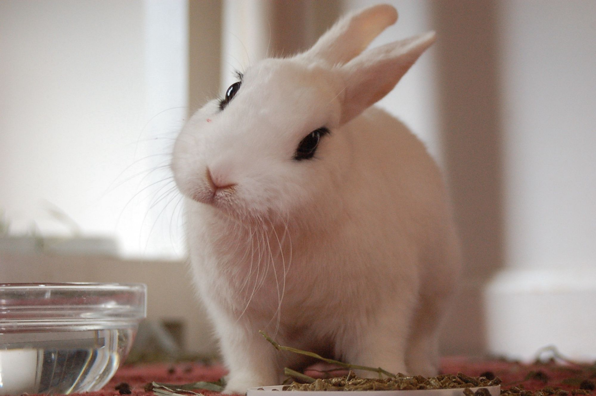 A white rabbit with flawless black eyeliner and lashes that I am definitely not jealous of at all, giving a puppyish, quizzical head-tilt at the camera.