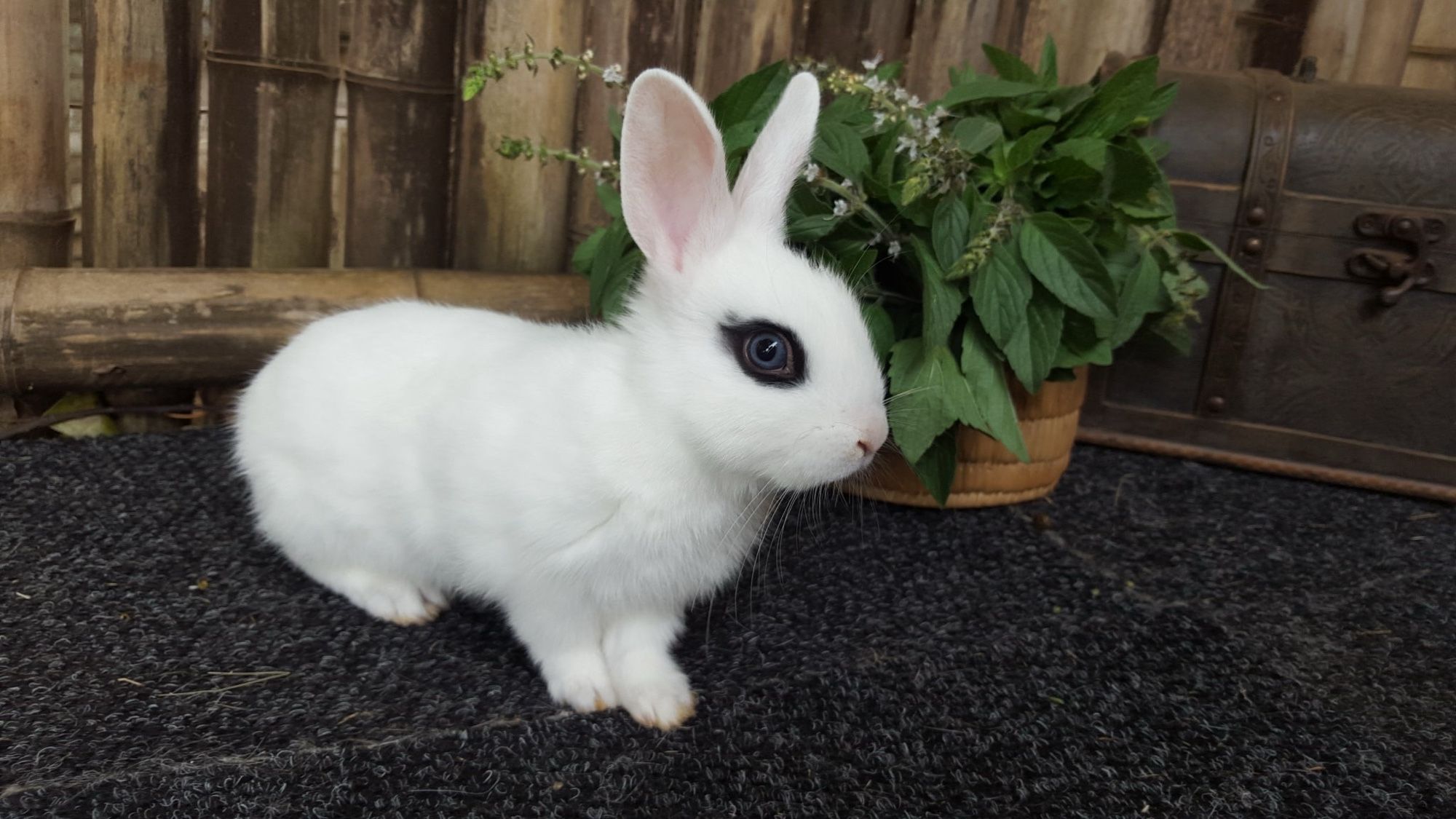 A white bunny with extremely goth eyeliner and blue eyes looking like she’s about to take the camera down. Presumably for denying her her rightful bananas.