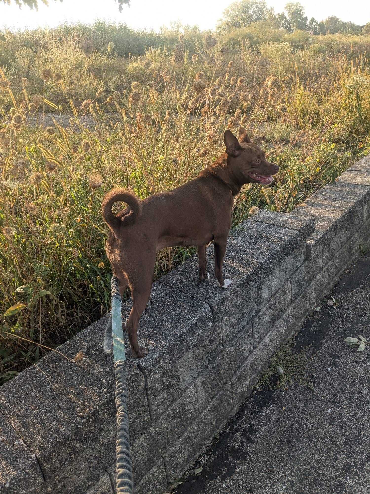 A brown dog grinning while standing on a concrete ledge