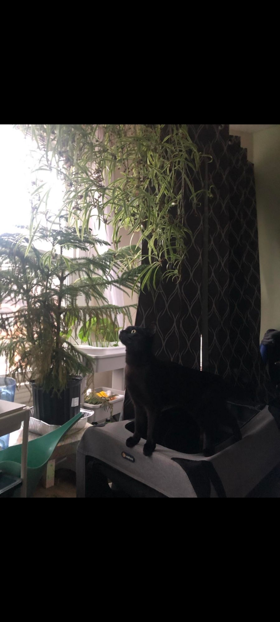 Background: plants including a giant spider plant and Norwegian island pine. Foreground: black female cat sitting staring up at opened curtain with giant yellow green eyes