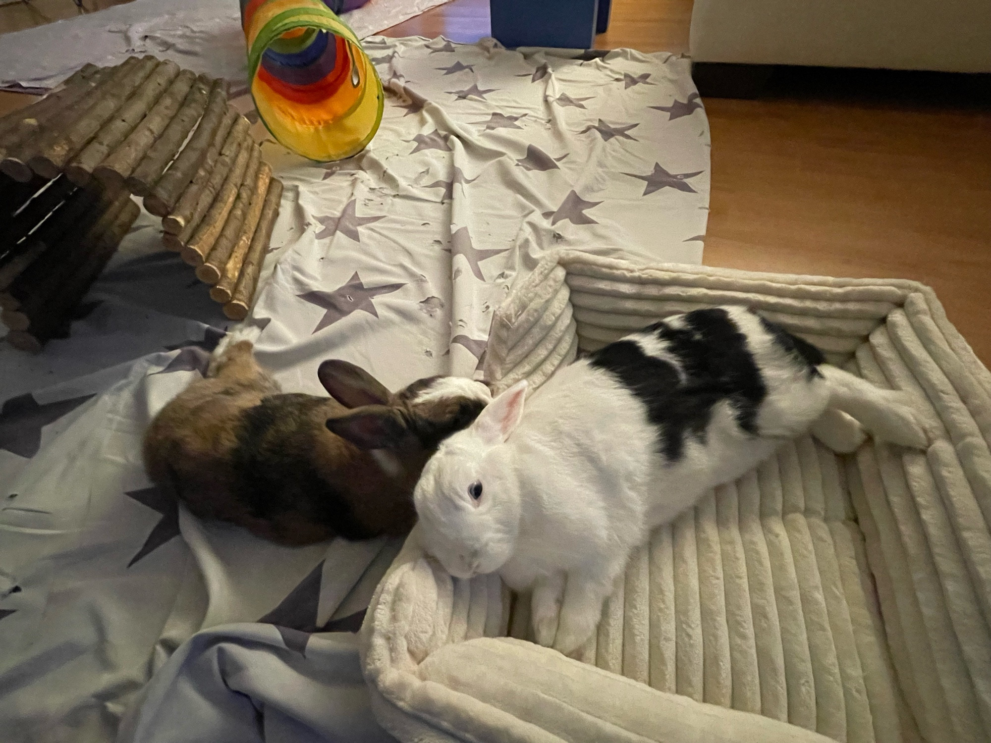 Bunnies Wipneus & Catootje taking an after breakfast nap on their couch