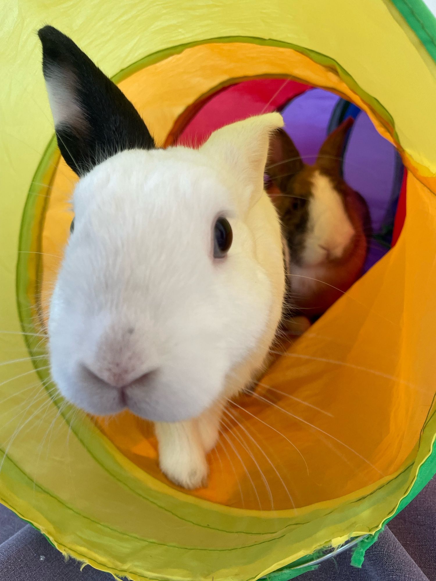 Bunny Catootje playing bodyguard for her brother Wipneus in the tunnel