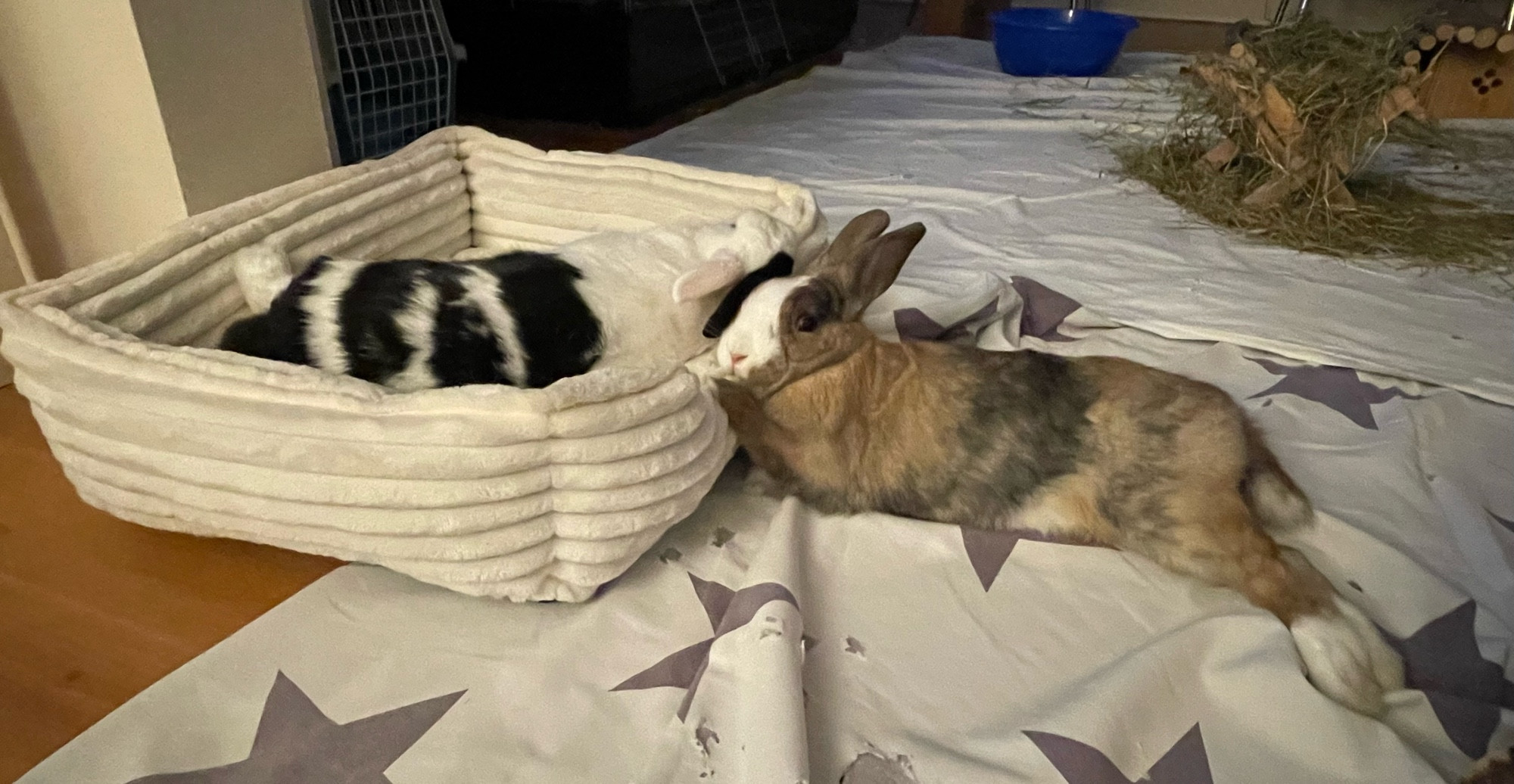 Bunnies Wipneus & Catootje taking an after breakfast nap on their couch