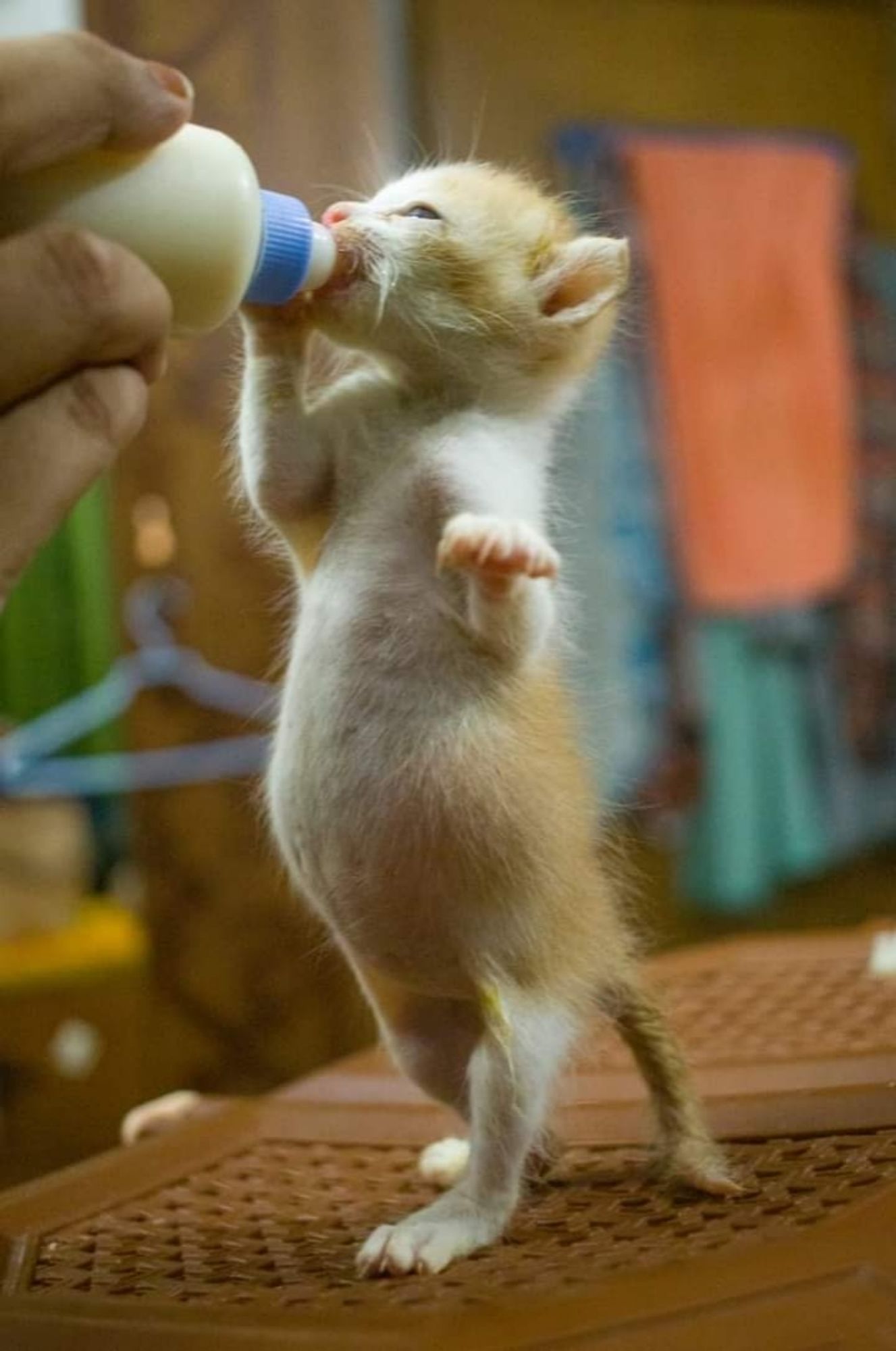 Ein kleines katzenbaby, dass Milch aus einer Flasche trinkt