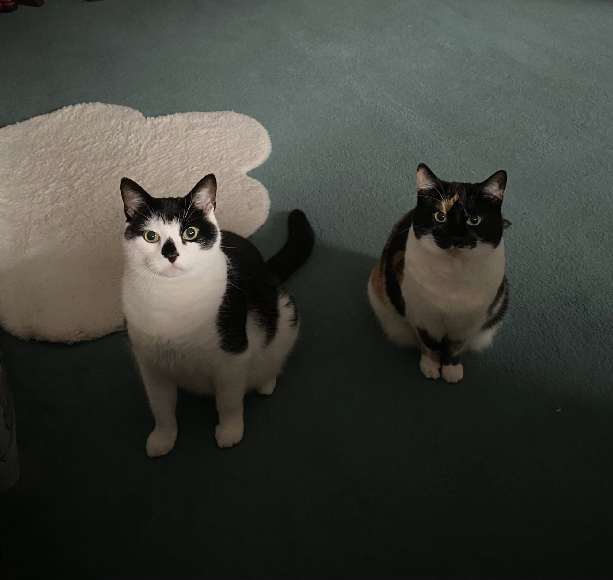 Archie the black and white cat and Mini the calico, both sitting on the teal carpet looking at me/the camera. The shadows and their staring faces make the photo feel creepy