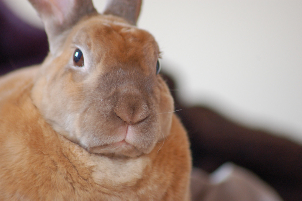 a large soft brown rabbit staring at you. you have disappointed him somehow.