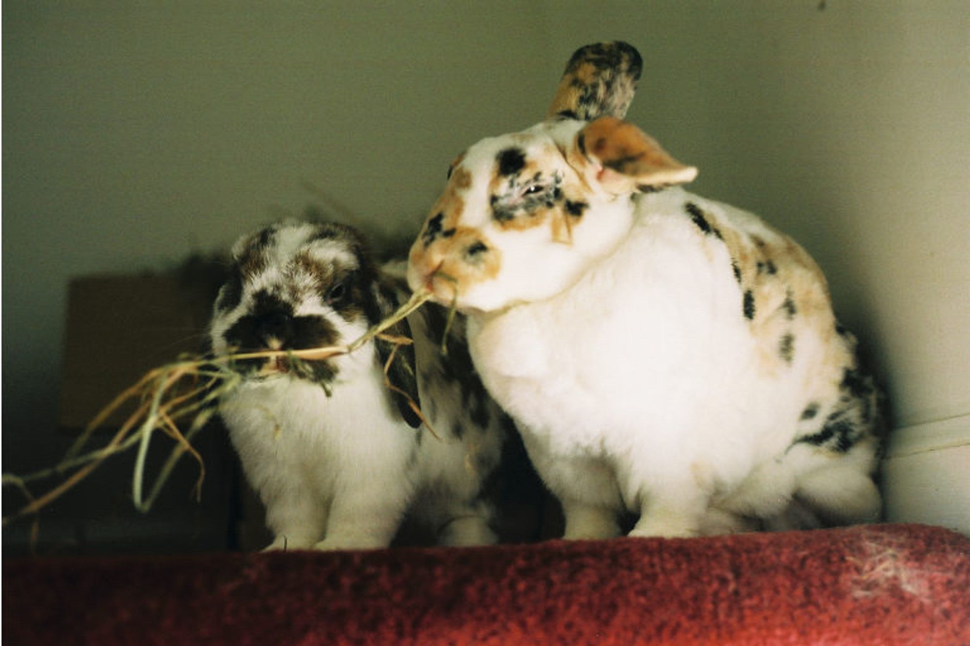 two rabbits sitting on a step eating hay. one is small and lop-eared, open is large and spotted