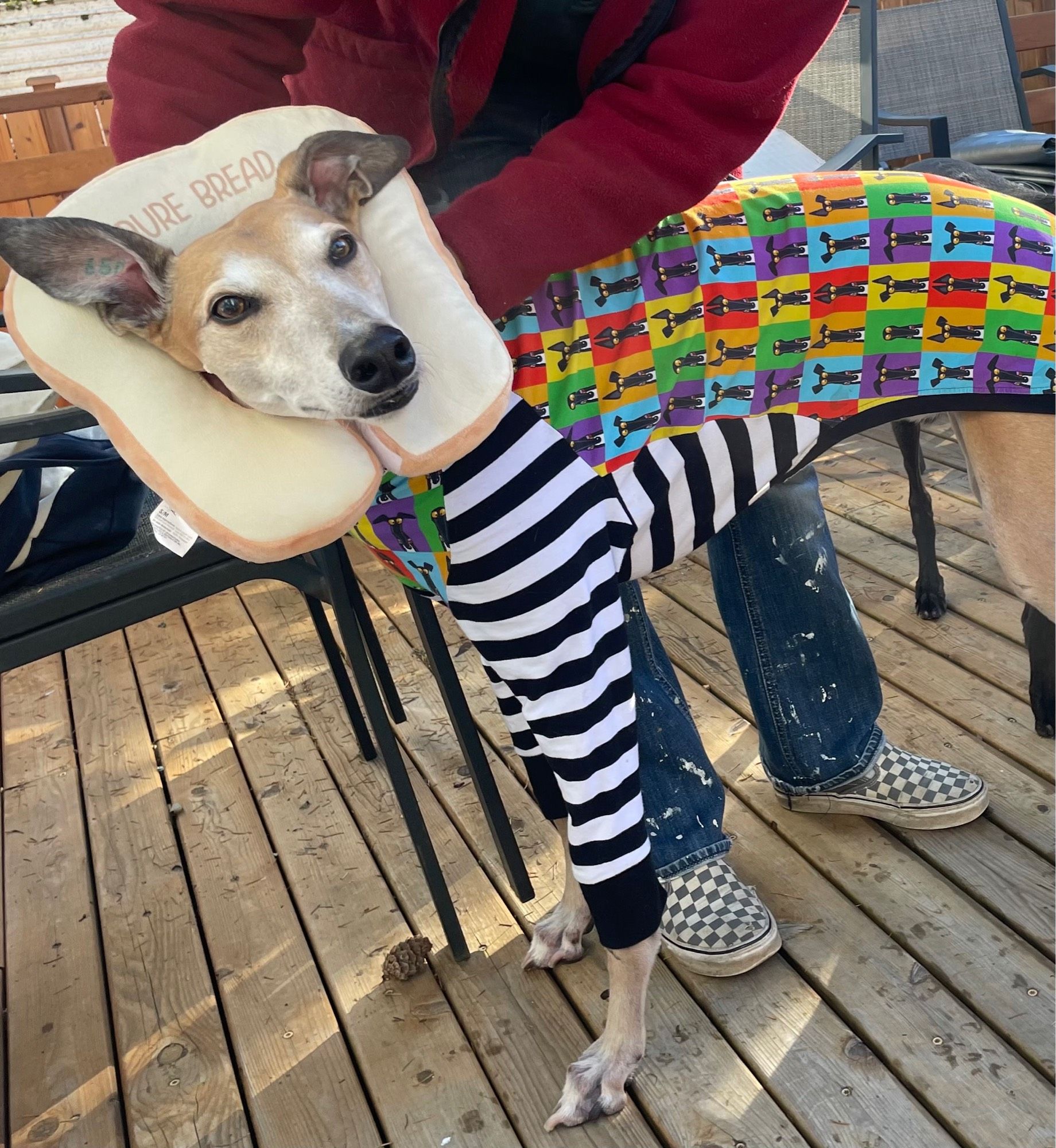 A greyhound dog in a bright jacket stands against a person's legs. A large stuffed fabric costume in the shape of a piece of bread surrounds his face. The words "Pure Bread" are printed on the costume.