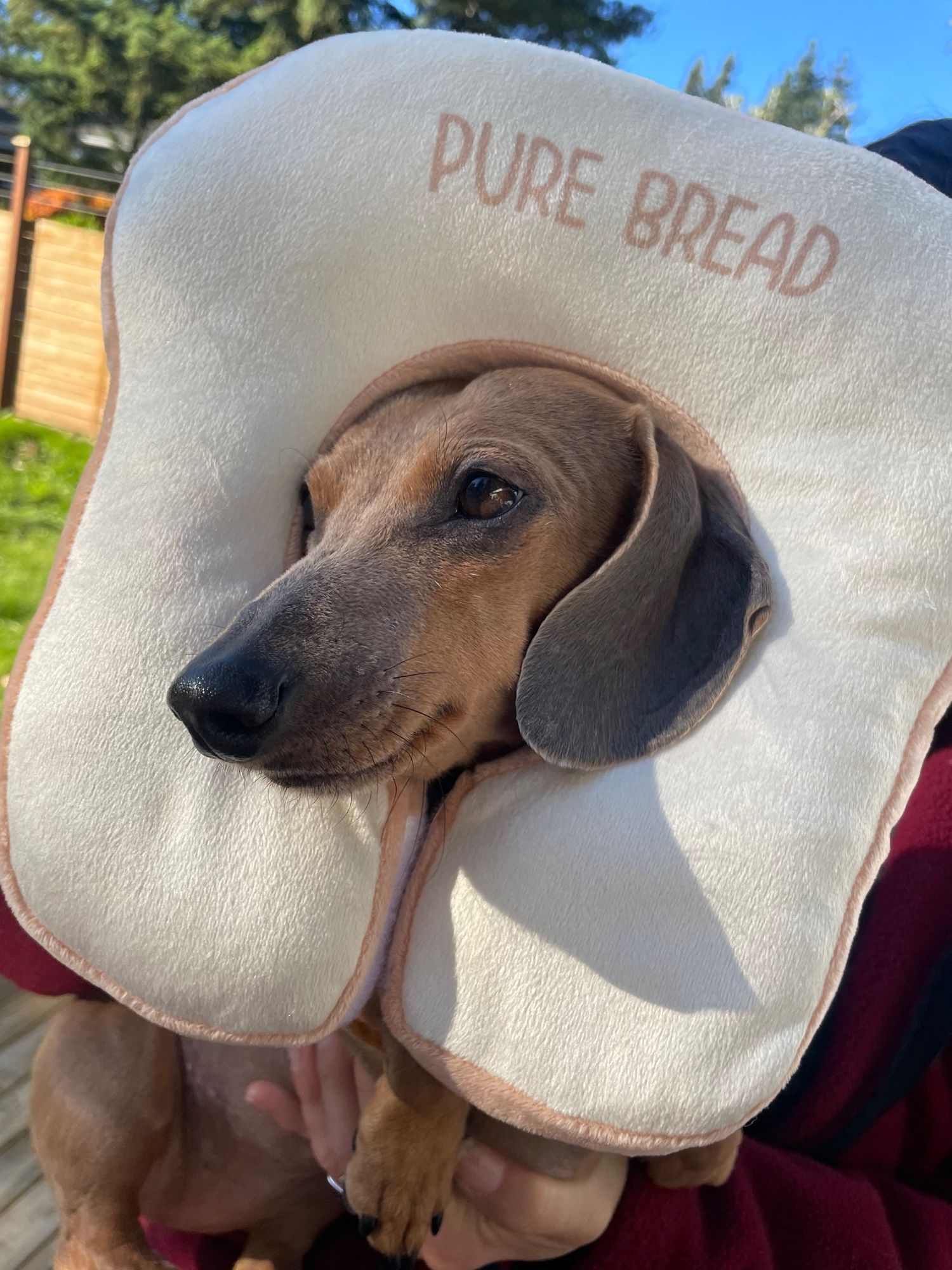 Dachshund dog face surrounded by a pillow-like object in the shape of a slice of bread.