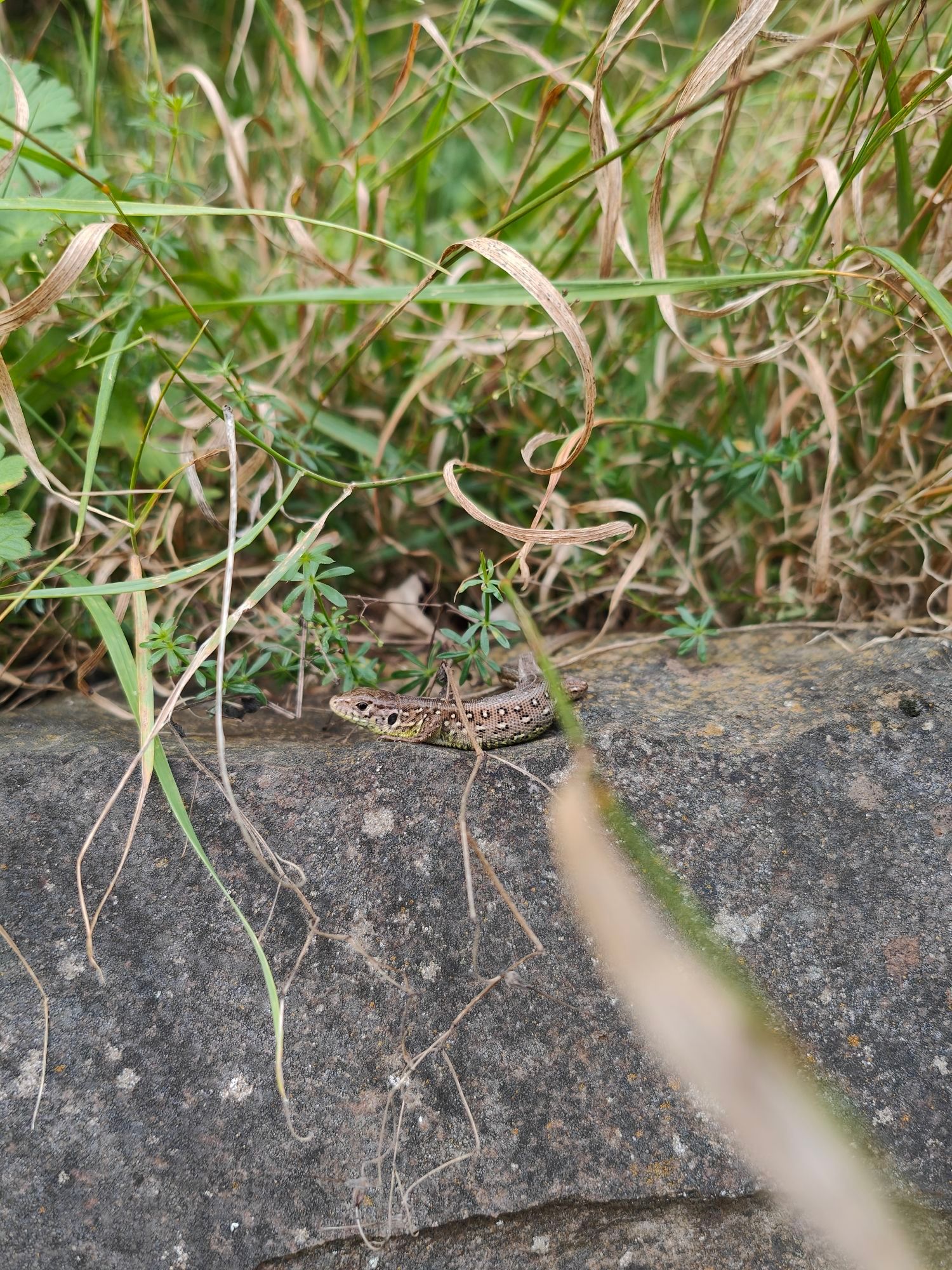 Eine Zauneidechse die auf einer Mauer sitzt