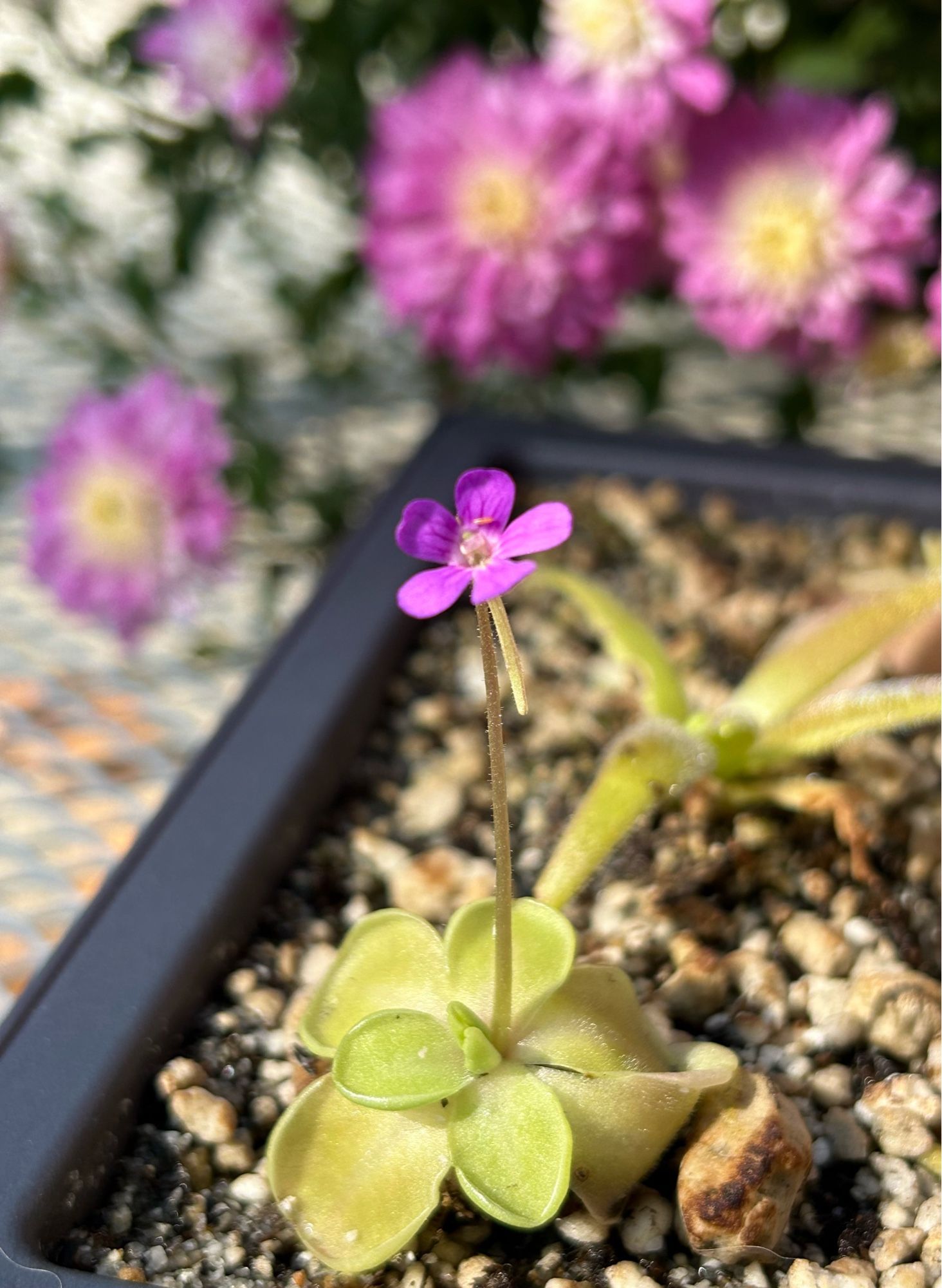 A Mexican Butterwort is a carnivorous plant. It’s got round, flat leaves with gooey little pores all over them. Small insects like gnats and ants are attracted to the smell of the goo, get stuck, die, and then the Butterwort releases digestive fluids to break down the bodies for their nutrients. This Butterwort has put up a lovely little flower. It’s purplish-pink and is a single bloom at the end of a tall stalk.