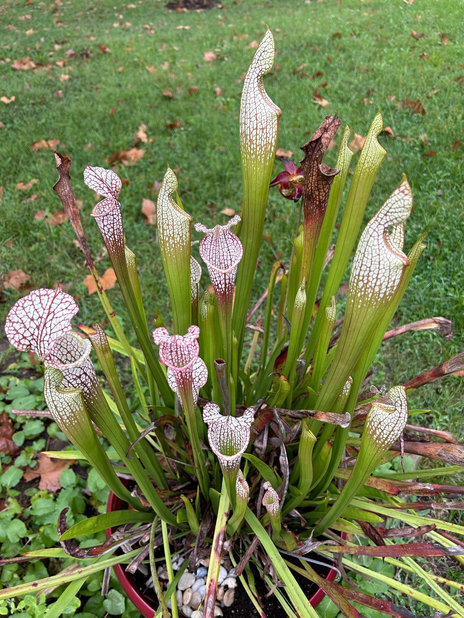 sarracenia leucophylla is an American Pitcher Plant, native to the southeastern United States. It’s notable for its white-tipped upright pitchers which are streaked with red veins. The fall is when it grows its most striking pitchers.