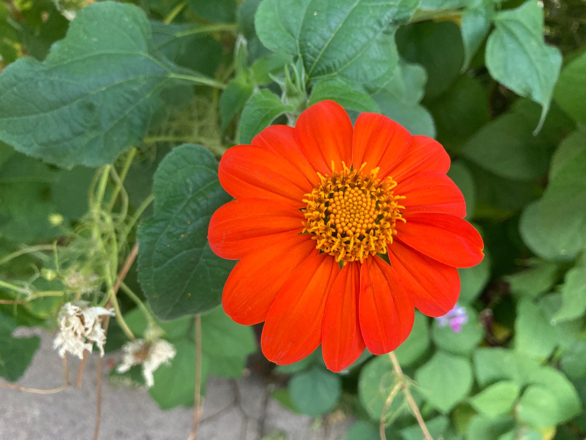 Orange single daisy flower with gold center