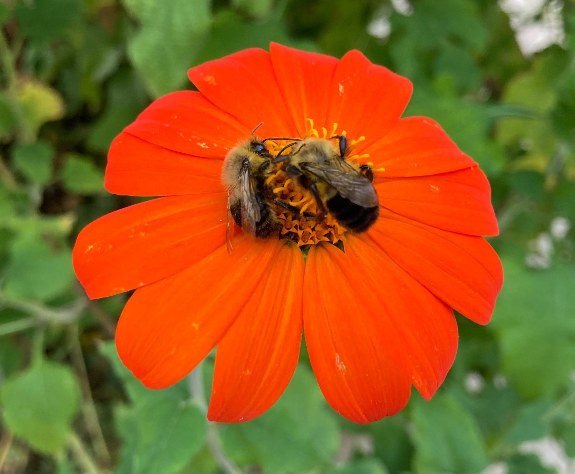 Orange single daisy flower with gold center, two bumblebees collecting pollen