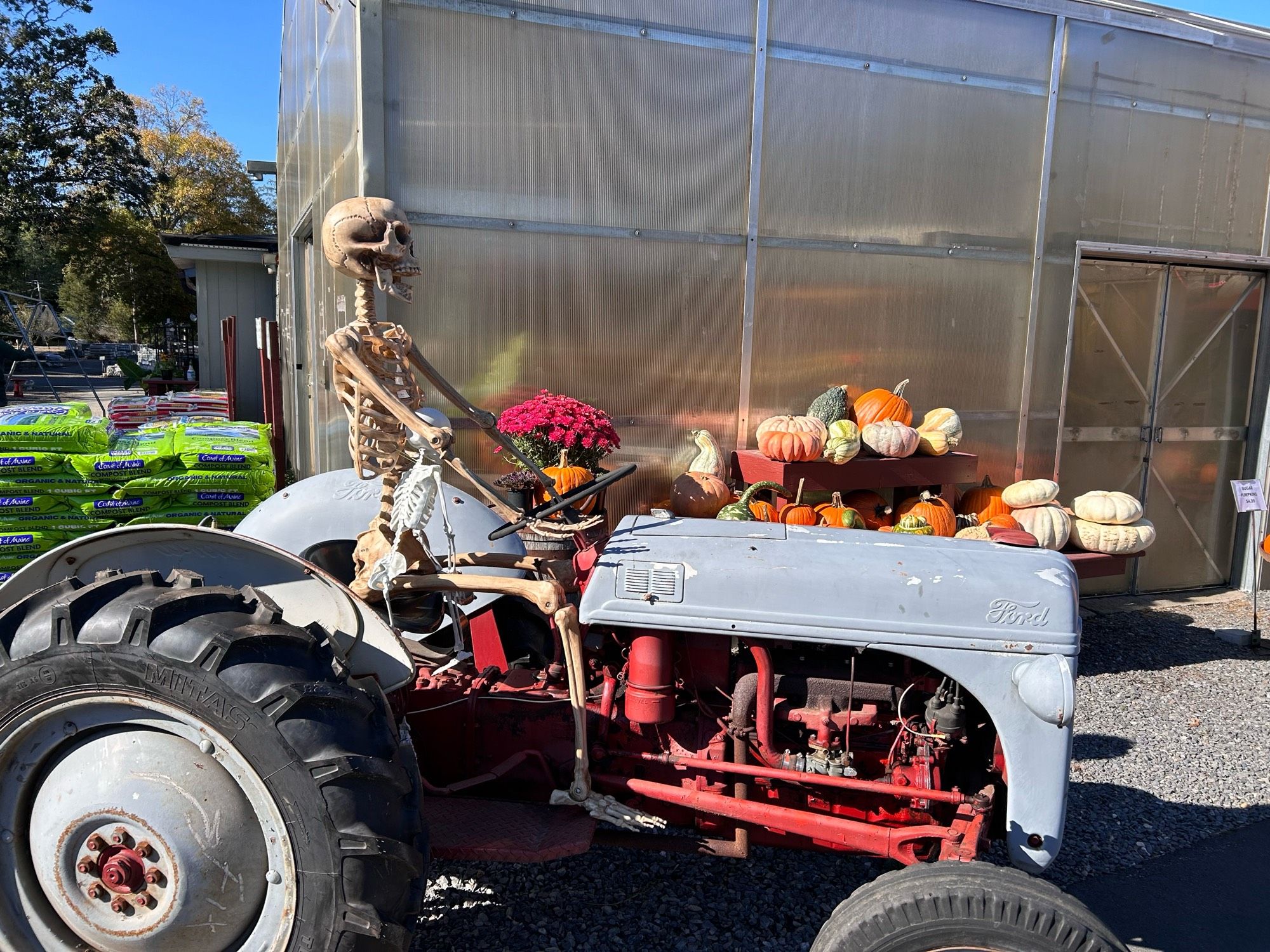 A skeleton on a red and gray tractor at a garden center, many colorful gourds on display