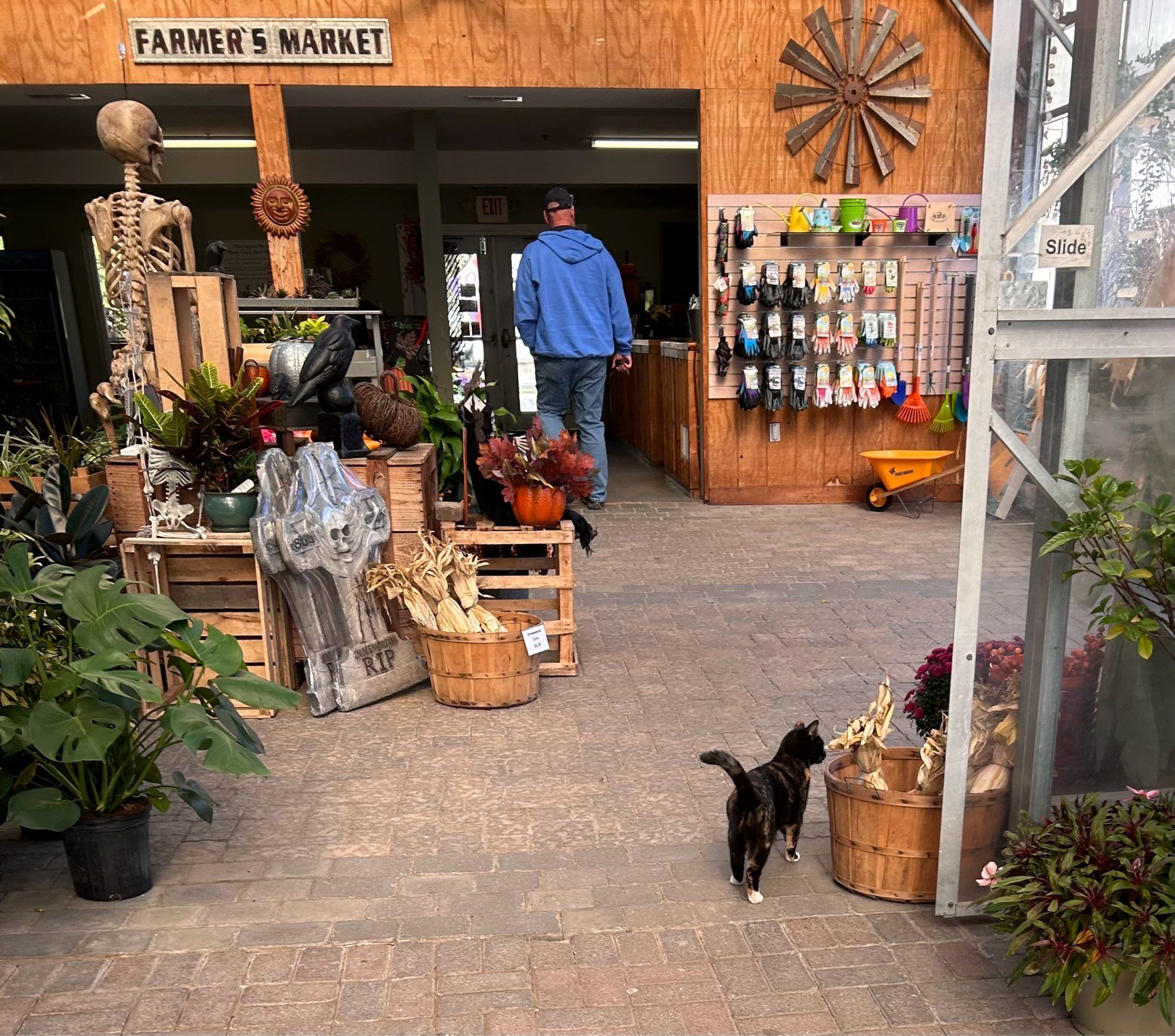 Interior of a garden center in autumn New England. Plants, corn stalks, garden gloves, and spooky Halloween decor are on display, a little dark colored calico cat, Callie, the shop cat, inspects the wares