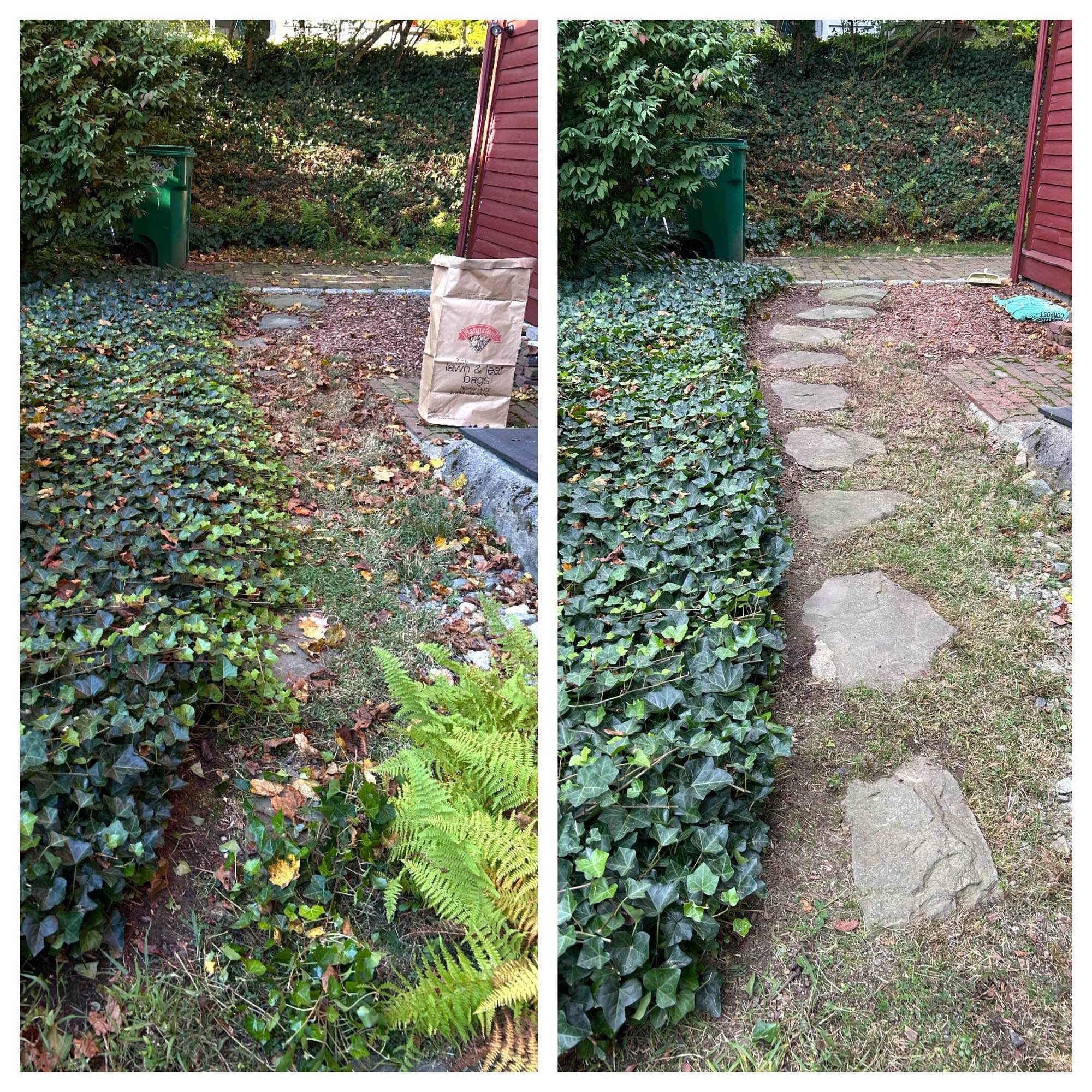 Side-by-side the same picture. In the first one, the before picture, a yard has overgrowing ivy, ferns, crabgrass, and leaves. In the second one, the after picture, it is revealed there was a stone footpath underneath all of that and now it is very tidy.