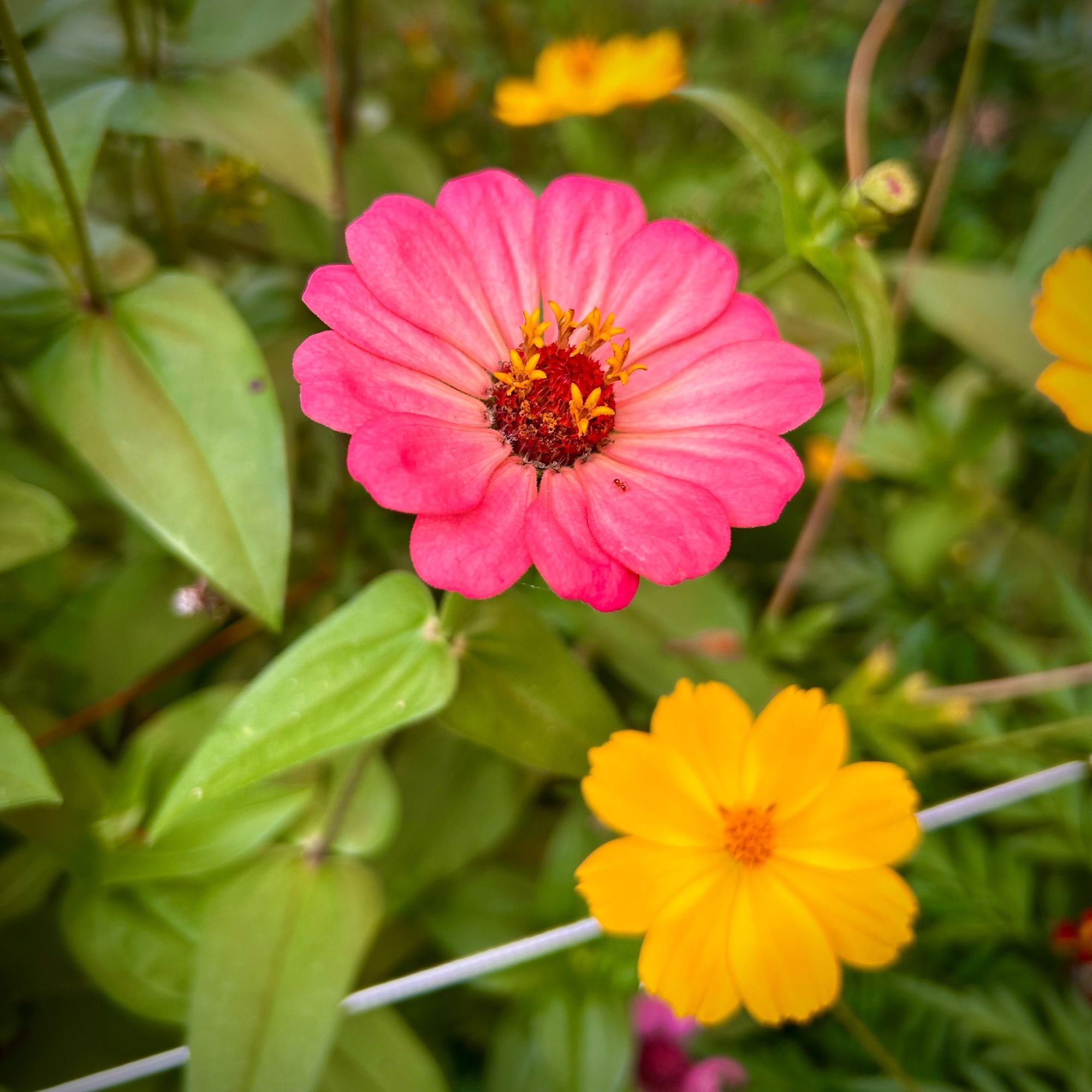 A pink zinnia slightly lighter toward the center and a yellow orange cosmos bright lights