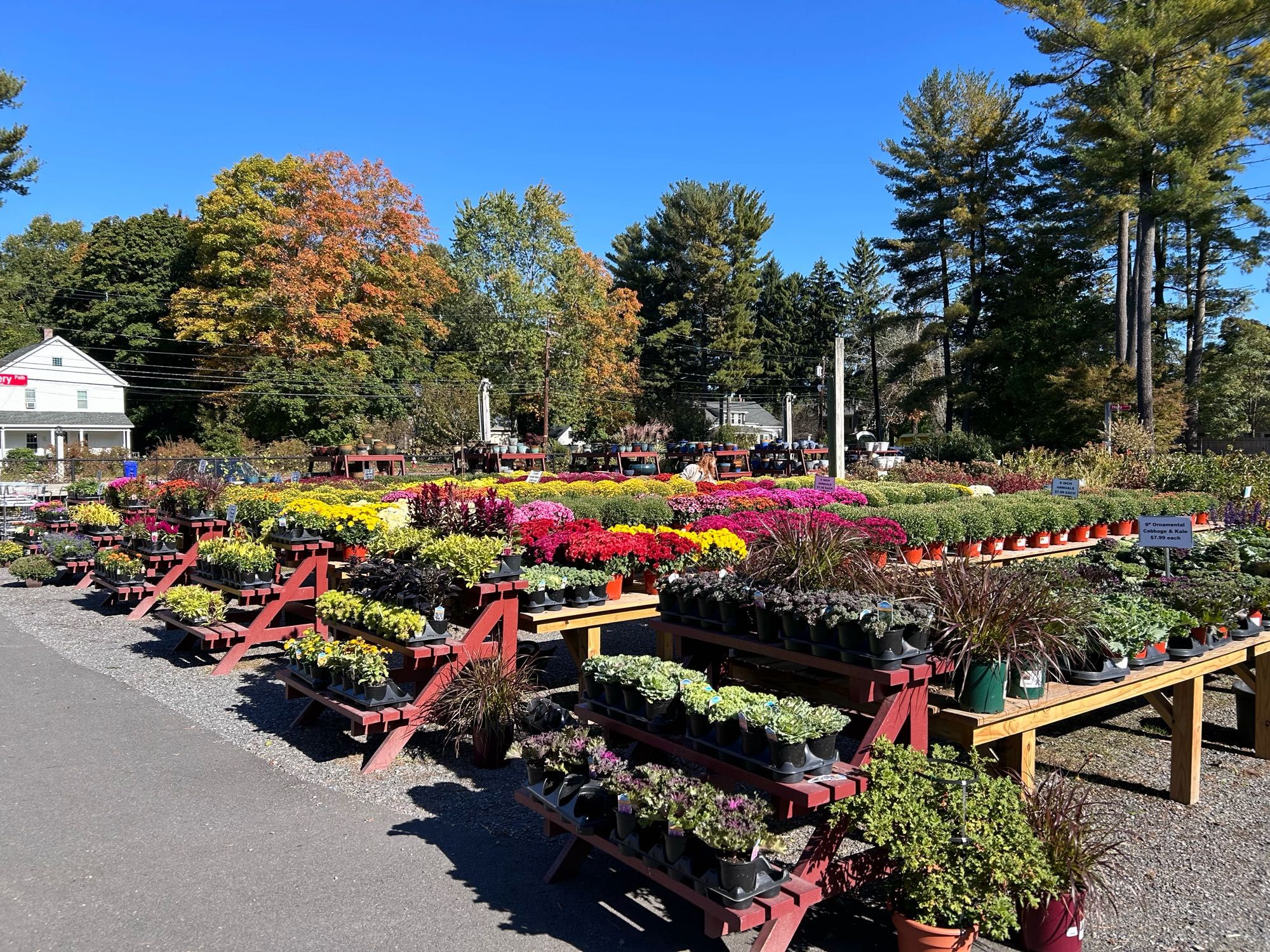 Garden center on a beautiful blue sky day, mums and other seasonal plants displayed on rows of tables