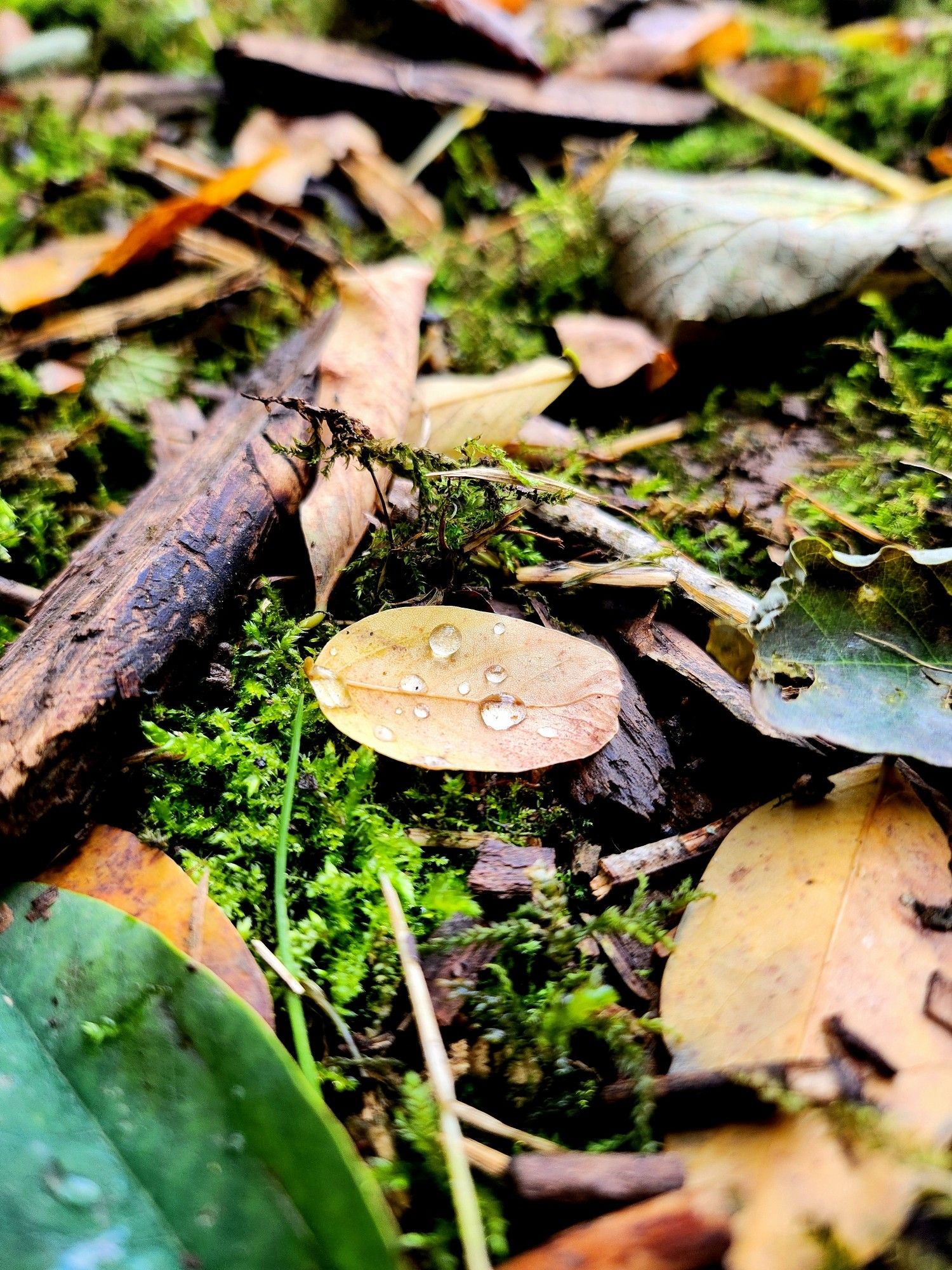 Herbstblatr auf Waldboden. Auf dem Blatt sind kleine Wassertropfen. Umrahmt ist das Blatt von Moos, Holz und anderen Blättern.