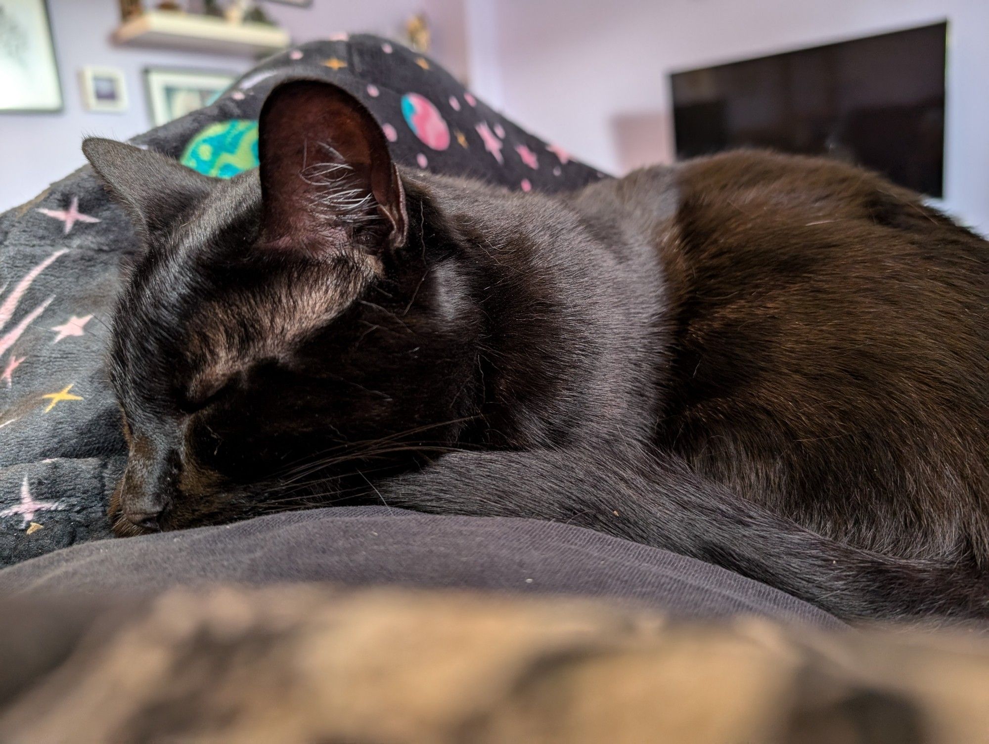 Black cat fast asleep curled up on a lap