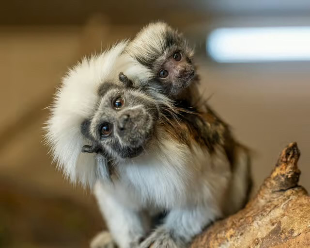A baby cotton-top tamarin on the back of an adult cotton-top tamarin. It might not be its mother because the whole group take turns to look after it, which is most admirable. These crazy little fools are super cute with brown faces and backs and wild white fur on their heads and bellies. Frankly, they look like they were made at Jim Henson’s Creature Shop.