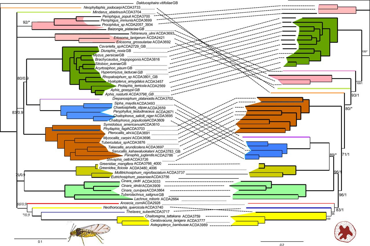 Phylogenetic trees displaying incongruence between reconstructions based on aphid and endosymbiotic bacteriasequences