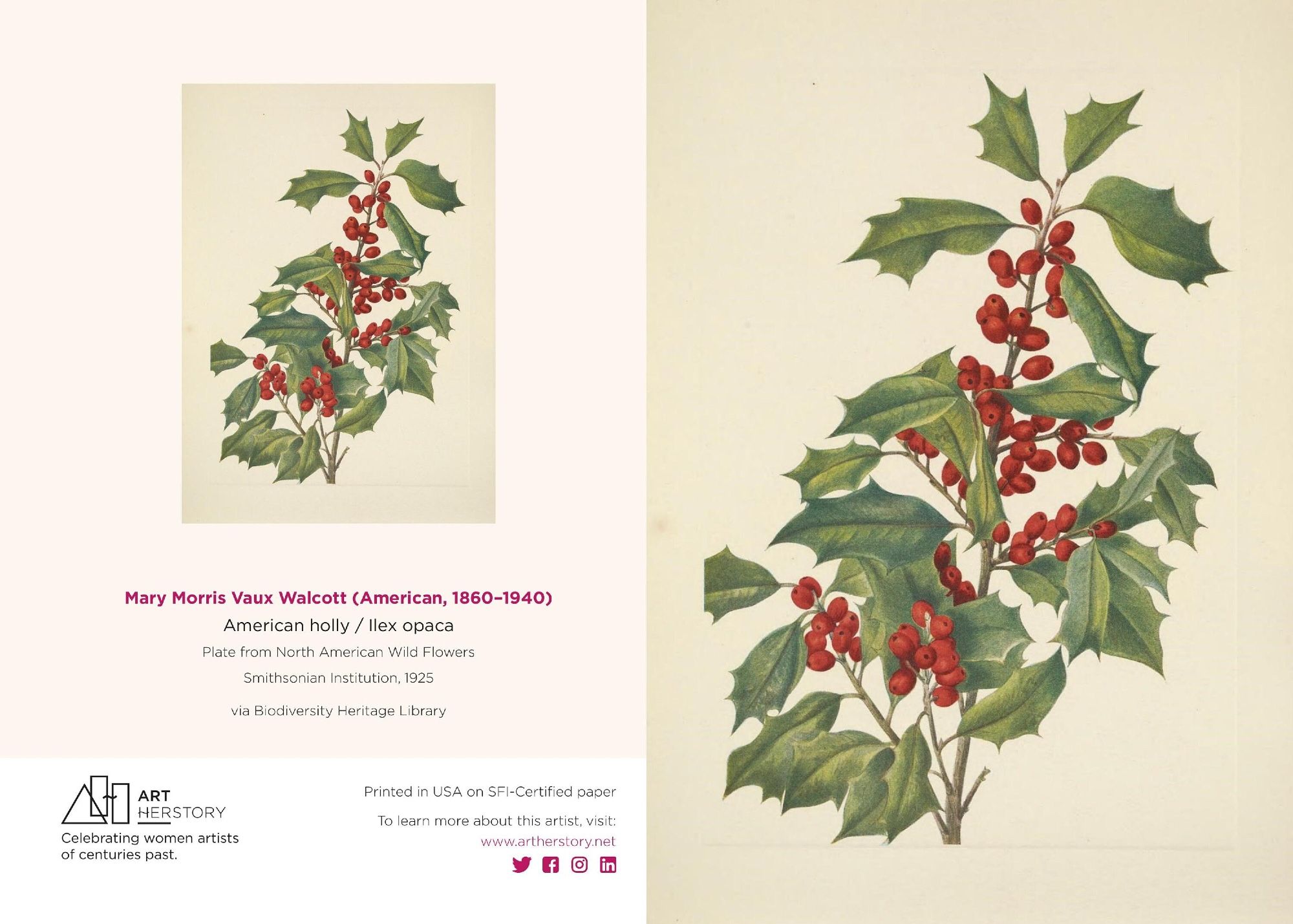 Front and back covers of a holiday card depicting a sprig of American holly