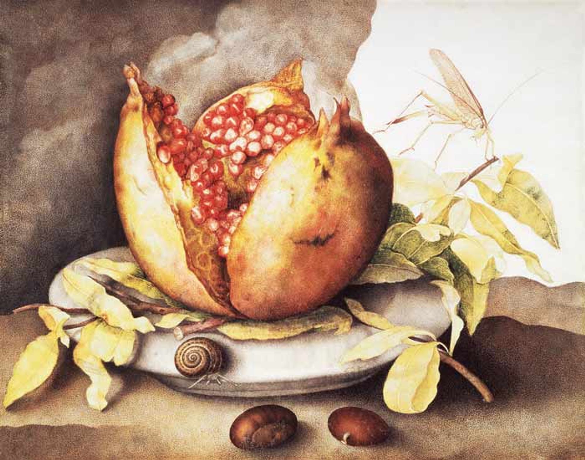 A depiction, probably in watercolor and/or gouache, of a pomegranate open in three sections, with the seeds showing. The fruit sits on a plate, on top of a branch with leaves. To the right a grasshopper is depicted, sitting on the branch. At the front of the plate is a snail. There are two chestnuts at the front of the stone ledge on which the plate sits.