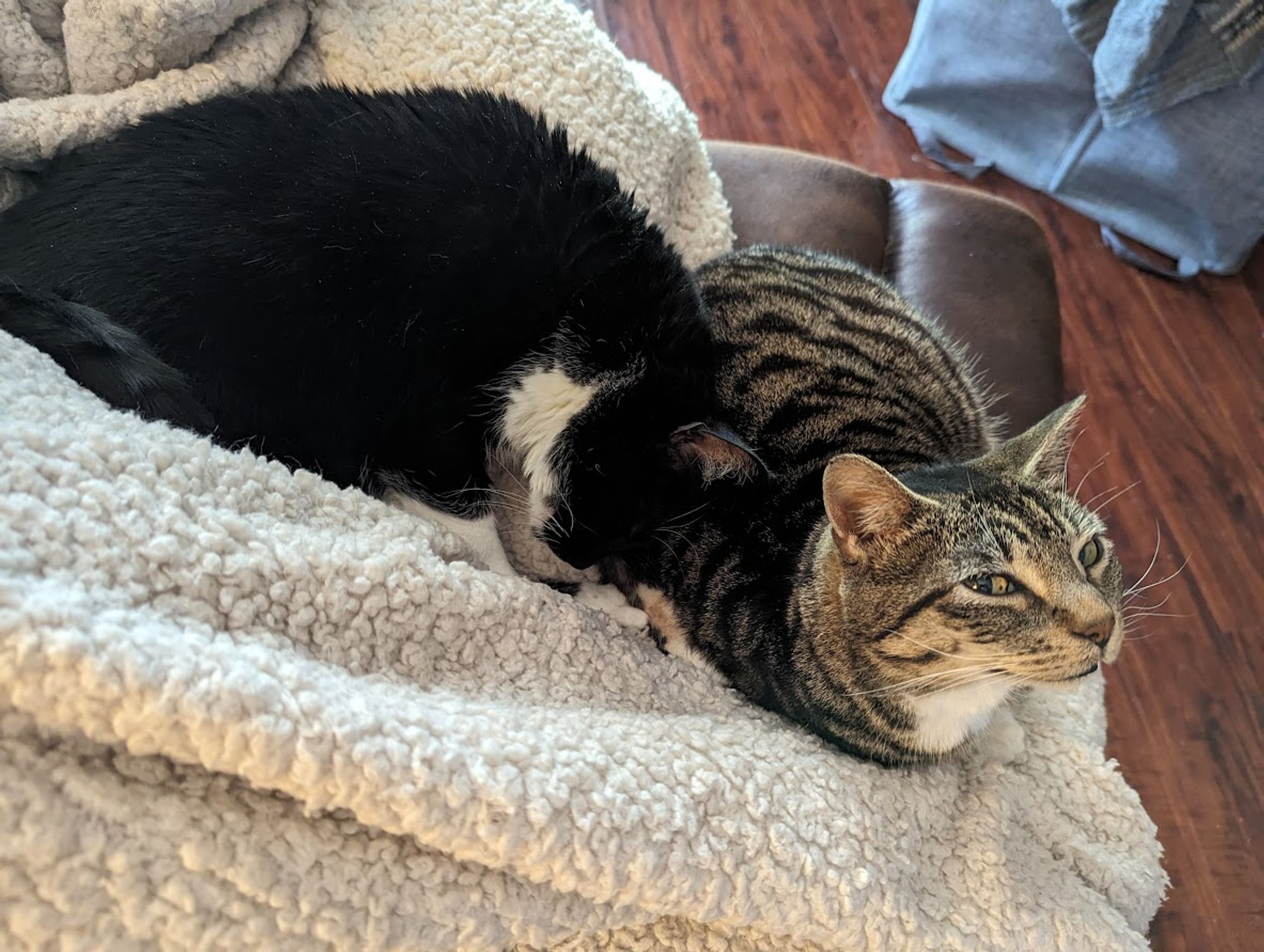 Two cats resting together on a blanket