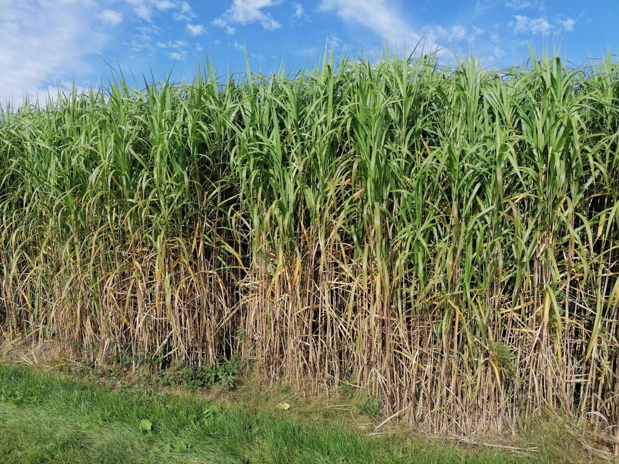 Picture of Miscanthus plants at Campus Klein-Altendorf