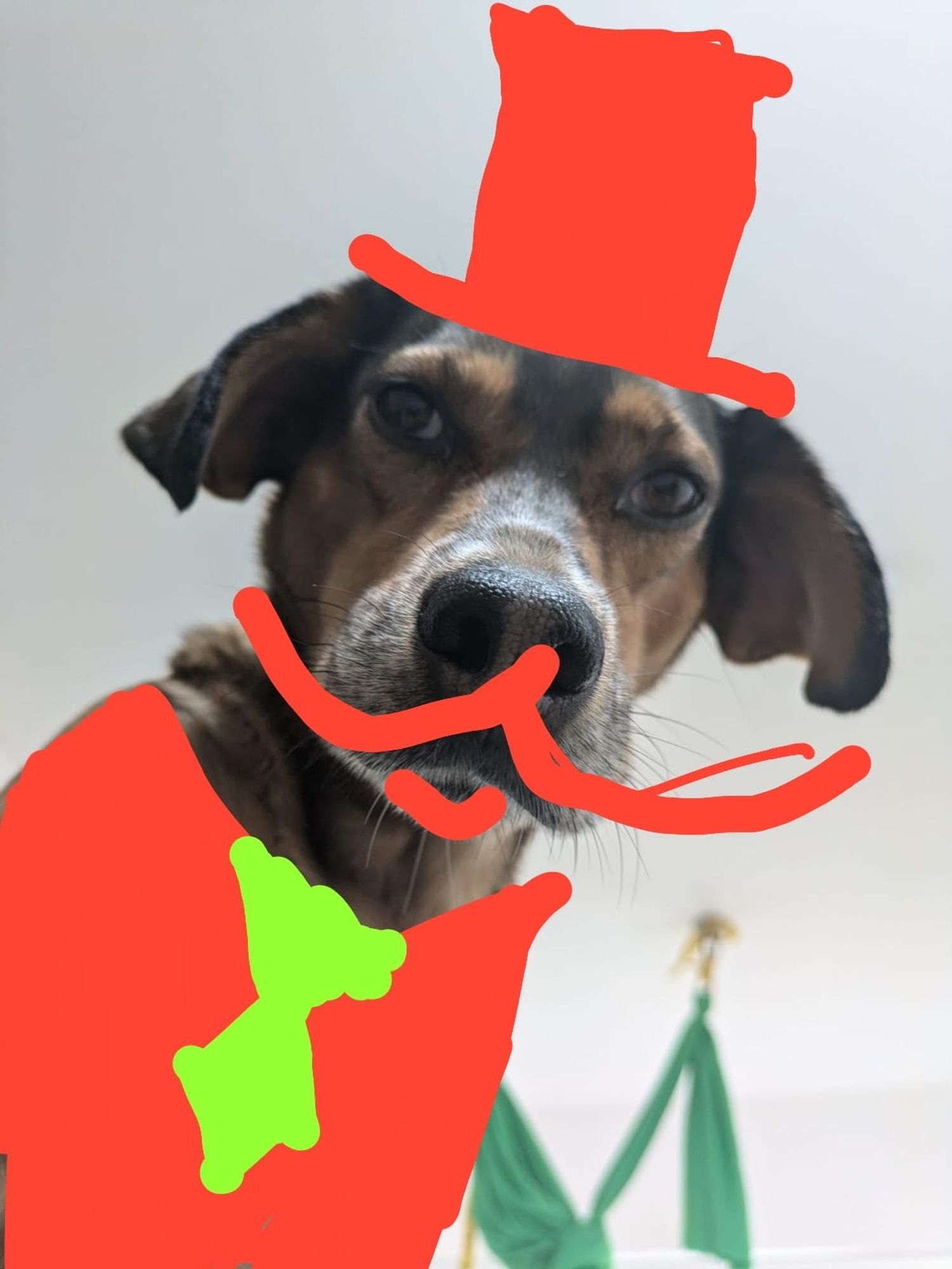 A dog is mocked up to look like an evil man in top hat, moustache and tie!