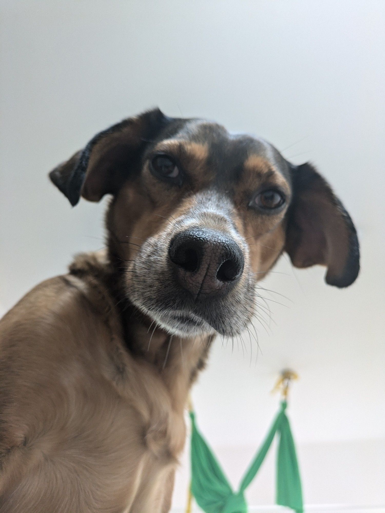 A hound stands staring down into the camera. It is the view a man lying in bed has, when woken by a predator wanting to either kill him, or be fed breakfast. They could be one and the same. The dog is brown, with flecks of white and black. A green aerial yoga swing is blurred in the background