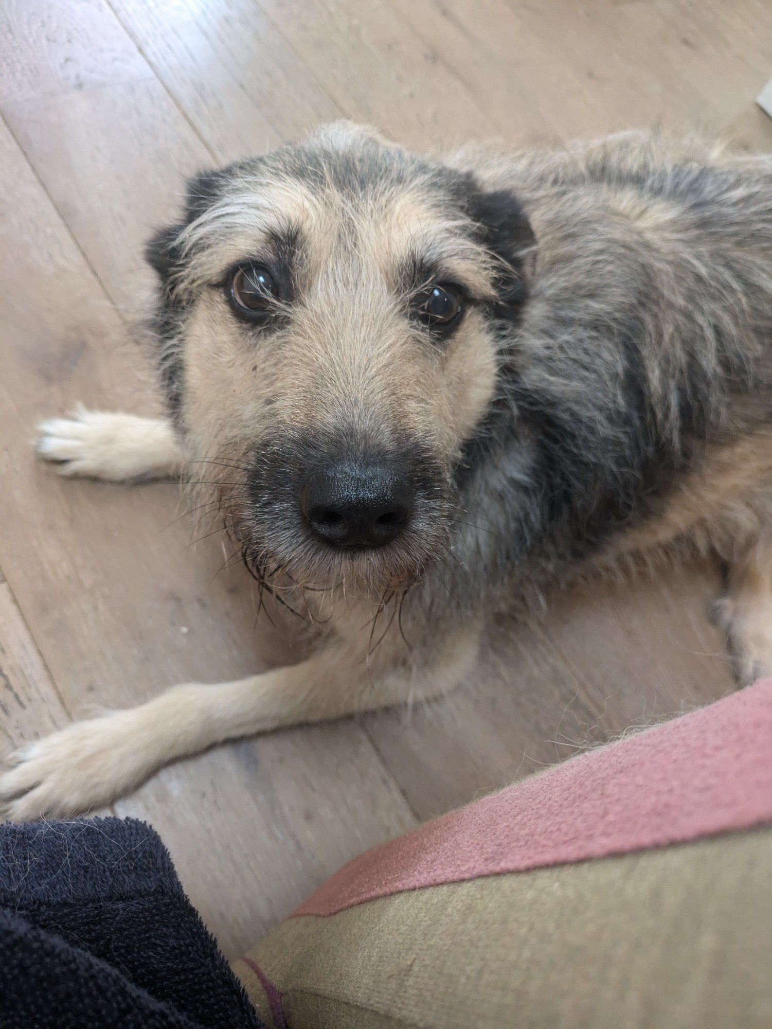 A dog lies on the floor. It is a mix of greys, browns and black. It is nervous. A very shy, but loving dog.