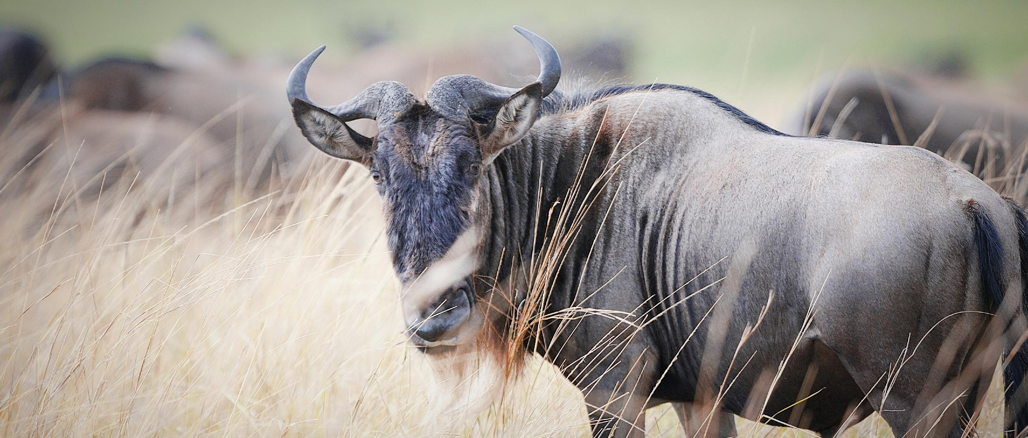 [African Wildlife Foundation] Also known as the gnu, the wildebeest is a member of the antelope family. They have a large, box-like head with curving horns. The front end of their body is heavily built, while the hindquarters are slender with spindly legs. They have a gray coat and a black mane as well as a beard that can be black or white. There are several races of wildebeest. The species forming the large herds of the Serengeti-Mara ecosystem of Kenya and Tanzania is known as the western white-bearded wildebeest, while the eastern white-bearded races inhabit Kenya and Tanzania east of the Gregory Rift. The brindled, or blue, race occurs south of the Zambezi River.