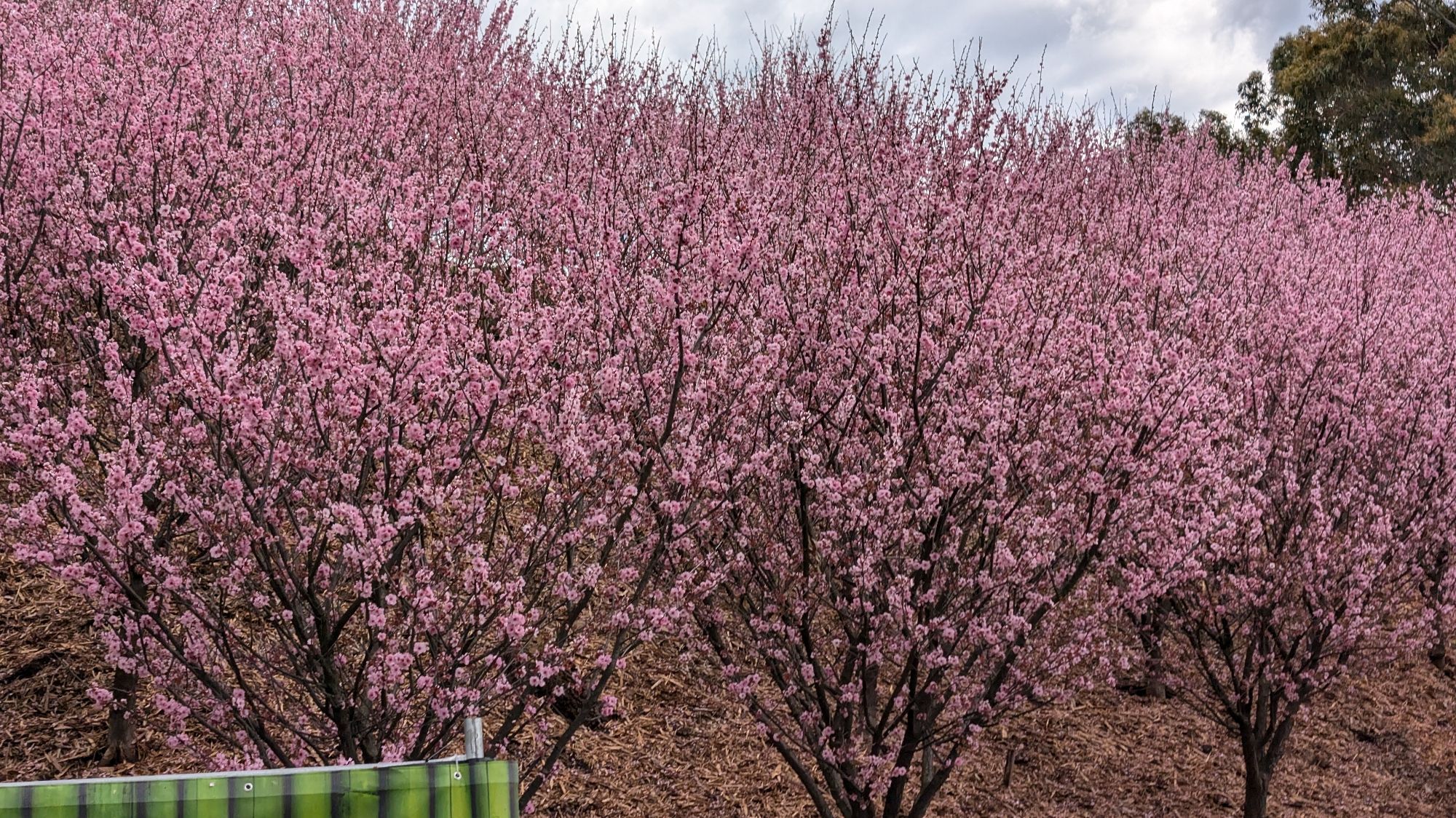 Upright branching cherry trees in full pink blosson