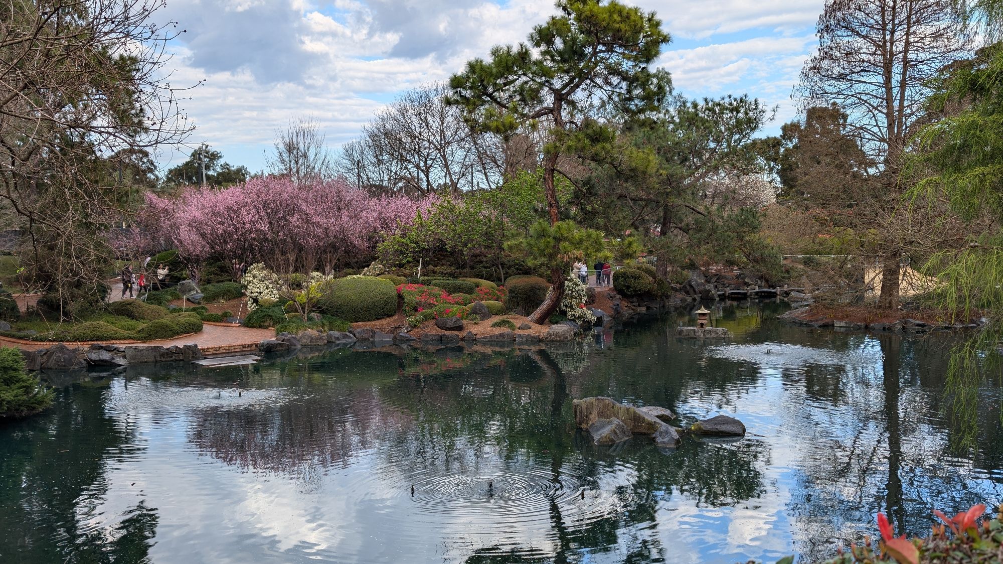 Japanese garden landscape with reflective water, rock islands, a pine tree, and cherry blossoms in the background