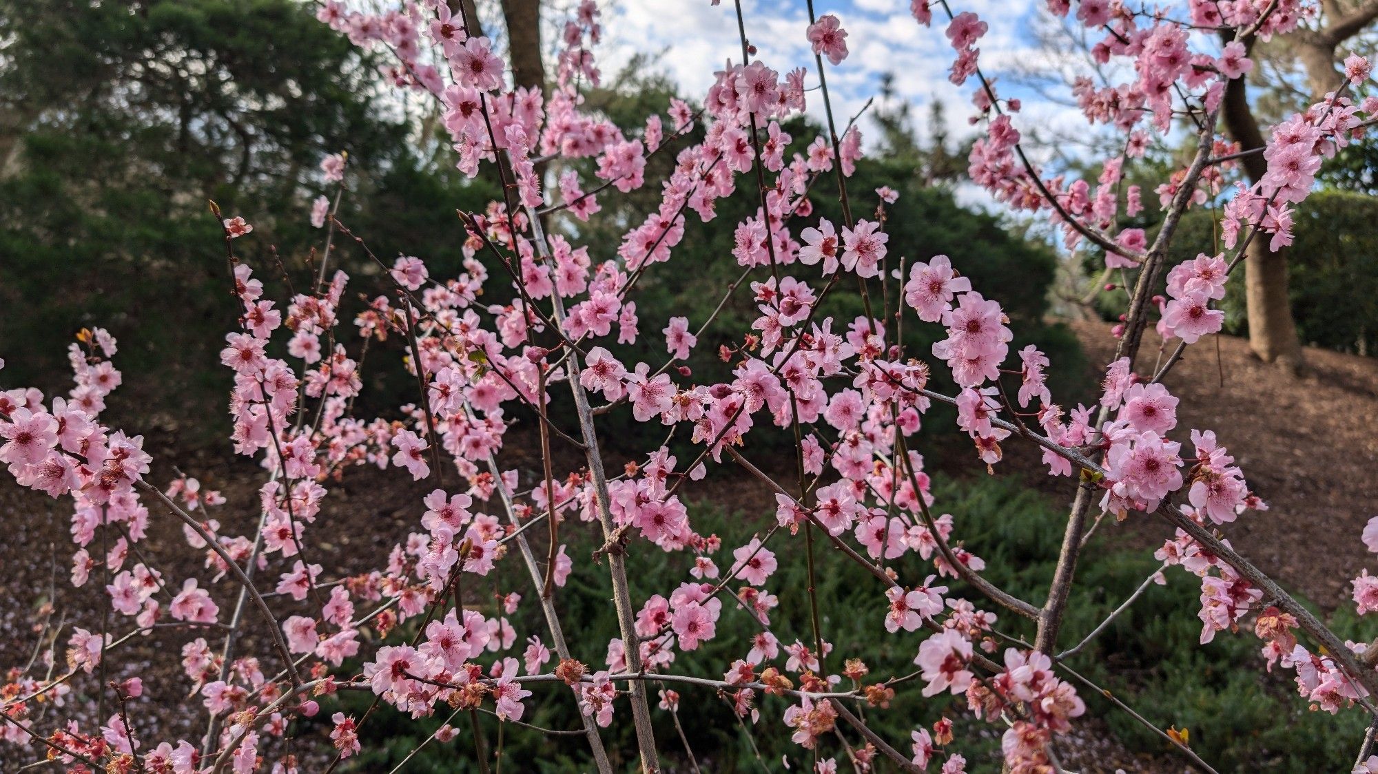 Cherry blossoms on branches showing individual pink flowers