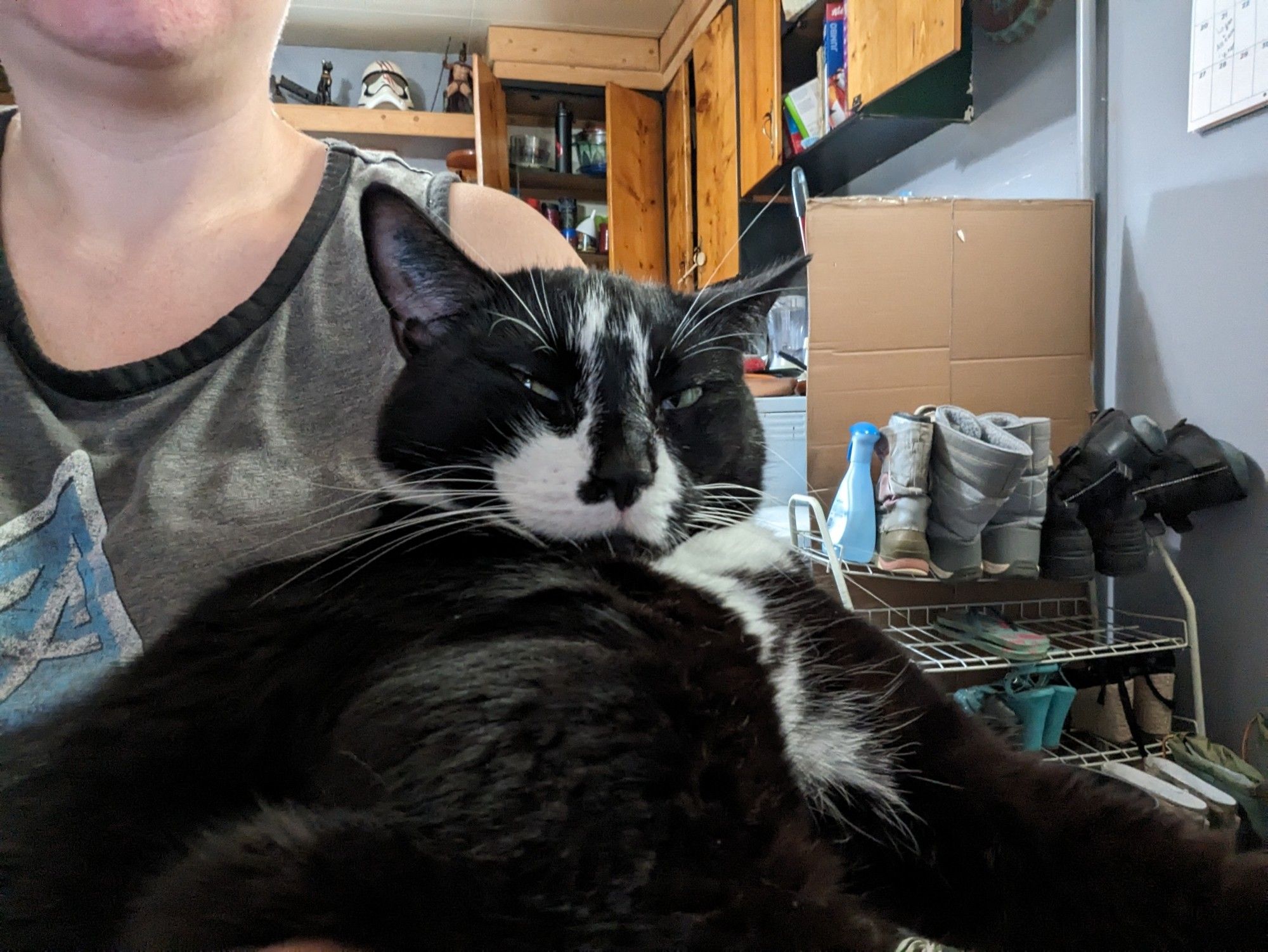 A tuxedo cat sitting in the lap of a person off camera. He is looking at the camera with mostly closed eyes.