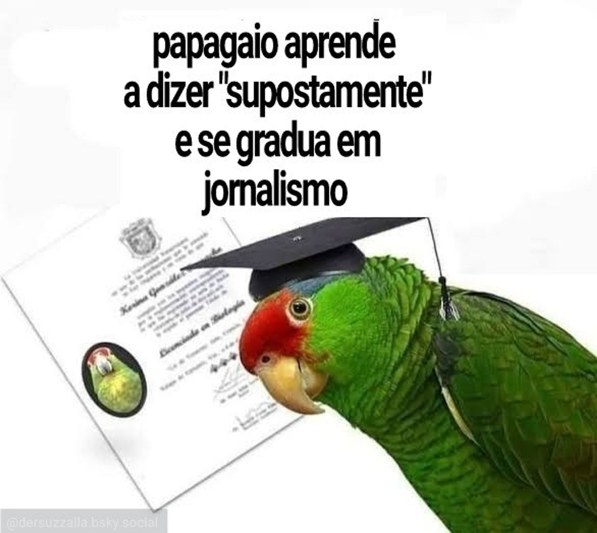 meme papagaio diplomado com o texto:

Papagaio aprende a dizer "supostamente" e se gradua em jornalismo