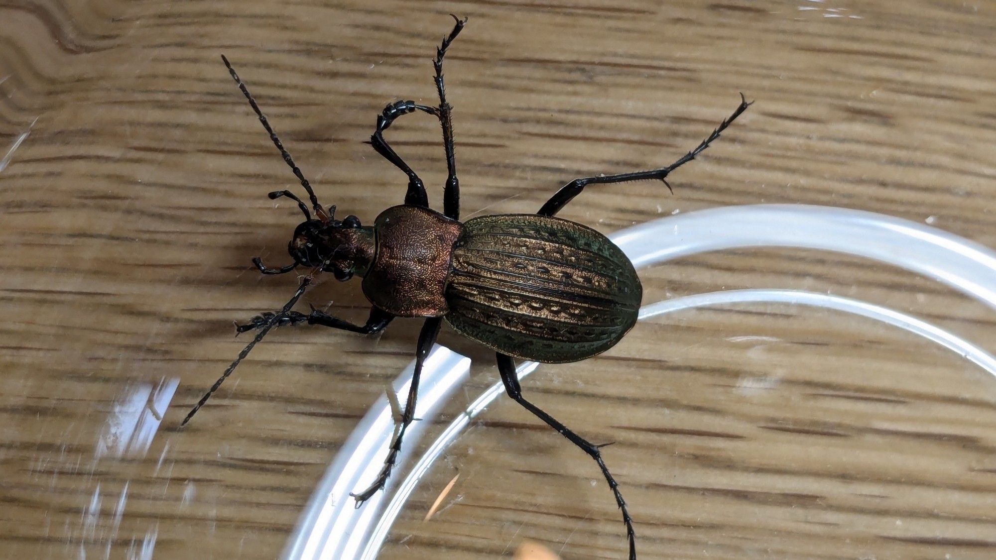 Eine Nahaufnahme eines Höckerstreifen-Laufkäfers in einer Glasschale auf einem Holztisch.
Der Käfer ist etwas 2,5cm groß und hat einen länglichen, ovalen Körper. Seine glänzende Panzerung ist überwiegend braun gefärbt, wobei sie einen kupferfarbenen metallischen Schimmer aufweisen. Die Flügeldecken sind deutlich strukturiert und zeigen feine Längsrillen, die von kleinen Erhebungen unterbrochen werden. Diese charakteristische Oberflächenstruktur verleiht dem Käfer seinen Namen "Körniger Laufkäfer".

Die langen, kräftigen Beine des Käfers sind dunkel gefärbt und ragen seitlich ab. Die Fühler sind ebenfalls lang und bestehen aus zahlreichen Gliedern. Sie sind nach vorne gestreckt und leicht angewinkelt. Die großen Komplexaugen sind deutlich sichtbar und verleihen dem Käfer einen wachsame Ausdruck.