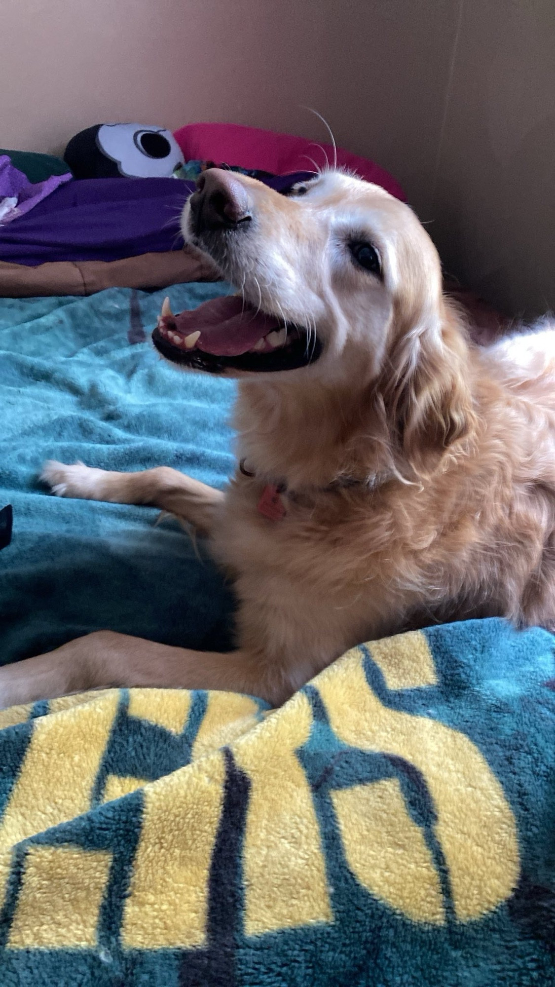 Luna, a golden retriever, making a huge open-mouthed grin while stretched across a bed with a green bay packers blanket on it